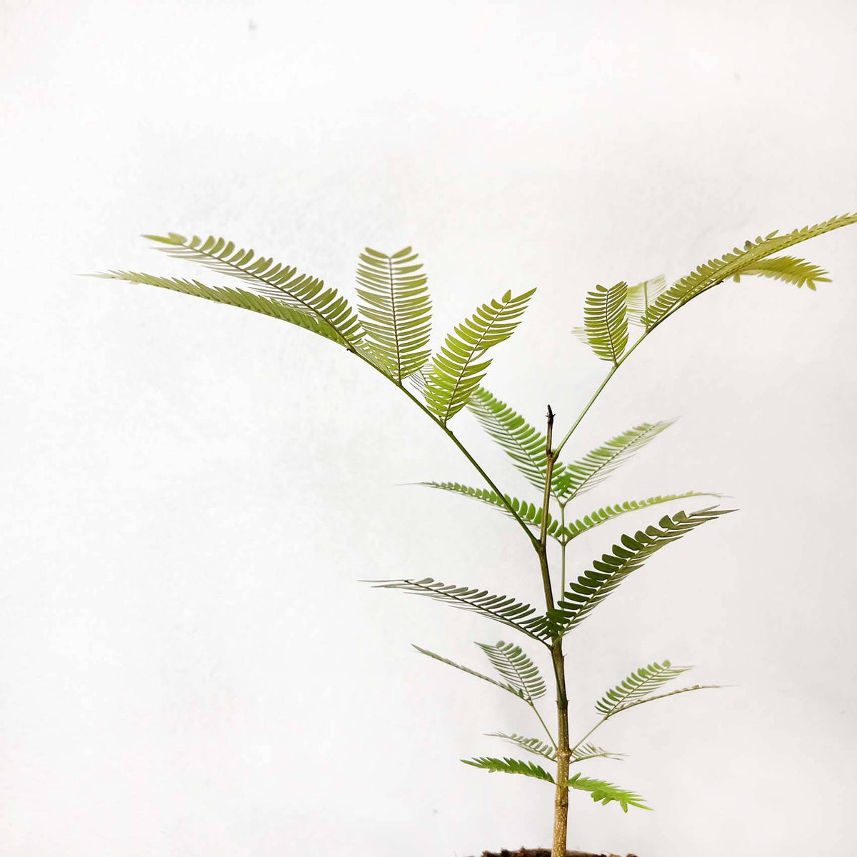 Cojoba Arborea