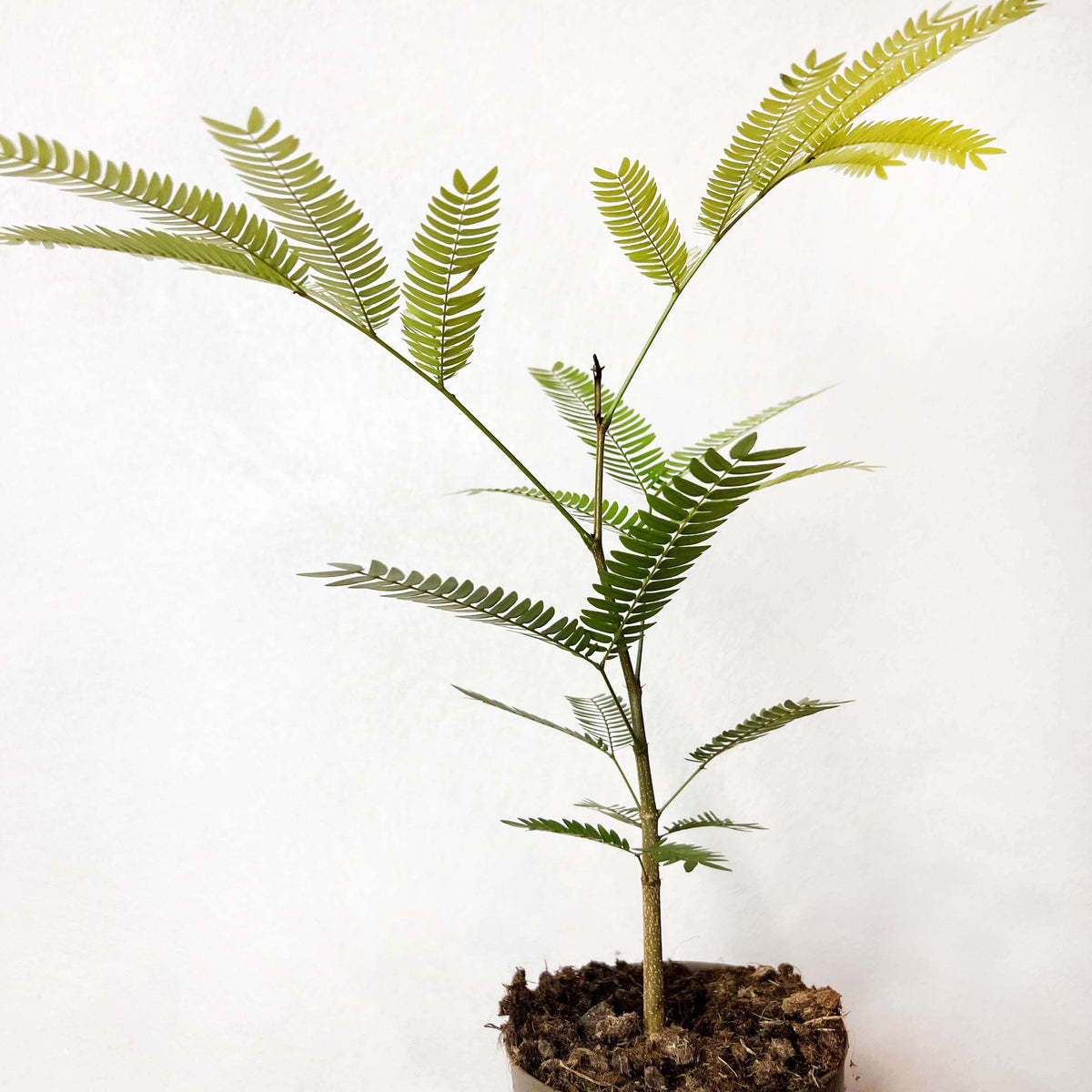 Cojoba Arborea