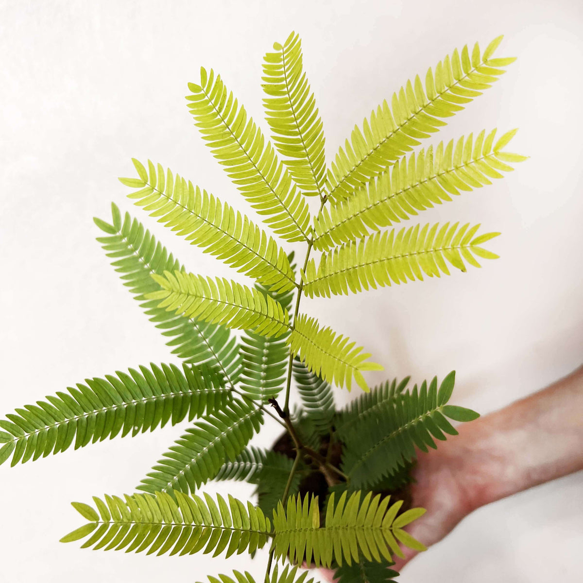Cojoba Arborea