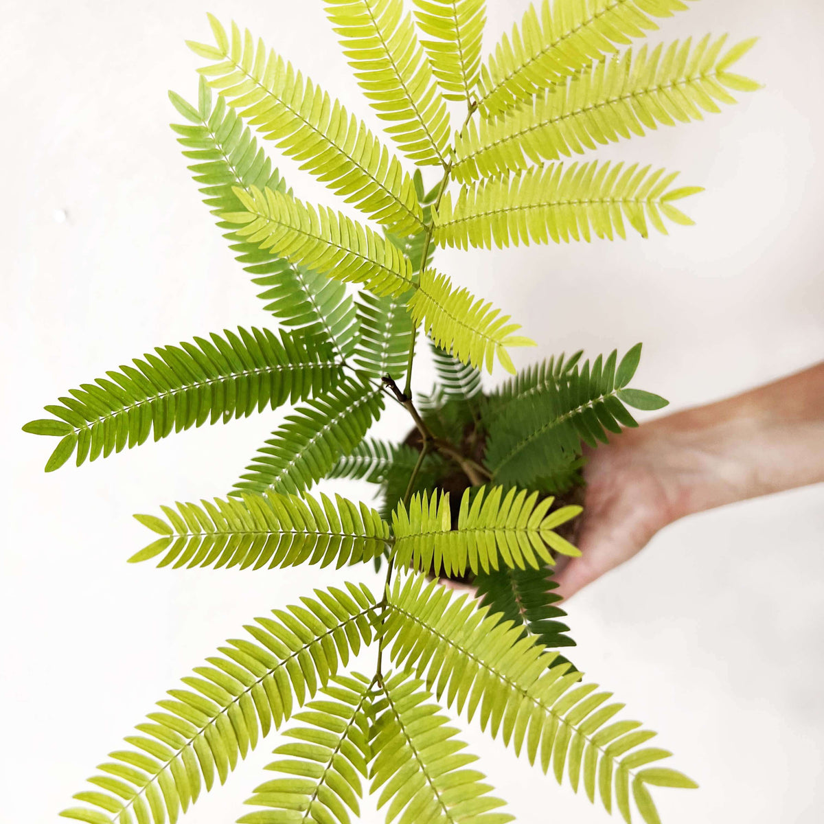 Cojoba Arborea