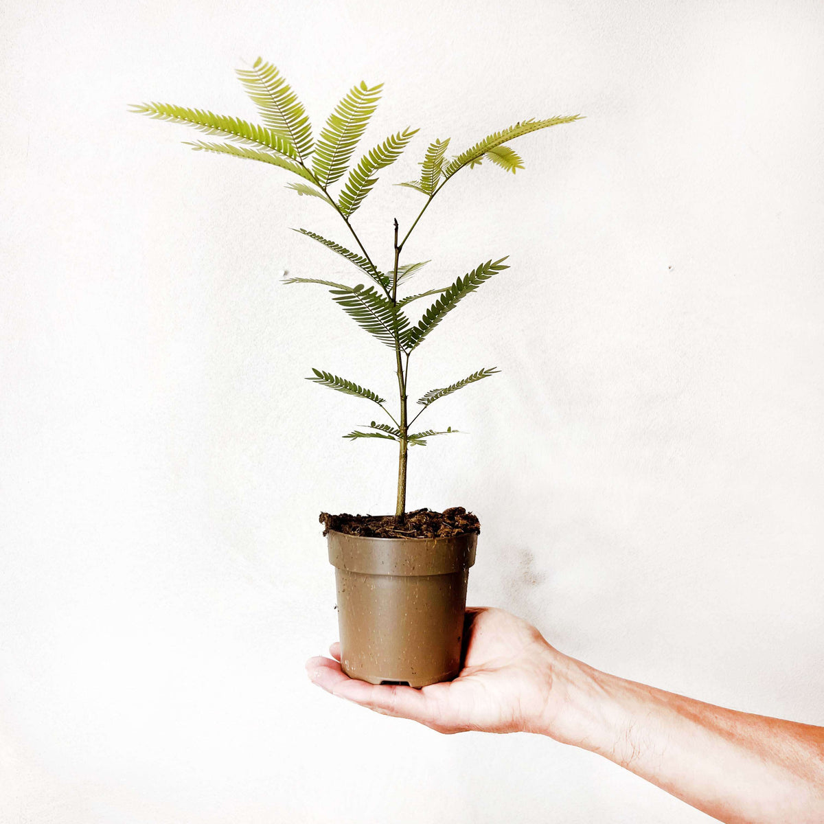 Cojoba Arborea