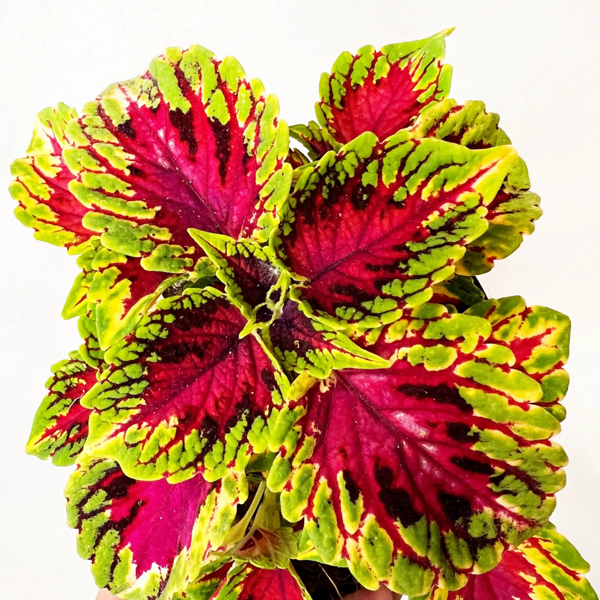 Coleus