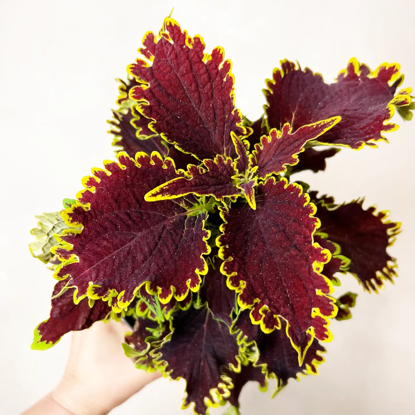 Coleus Wicked Witch
