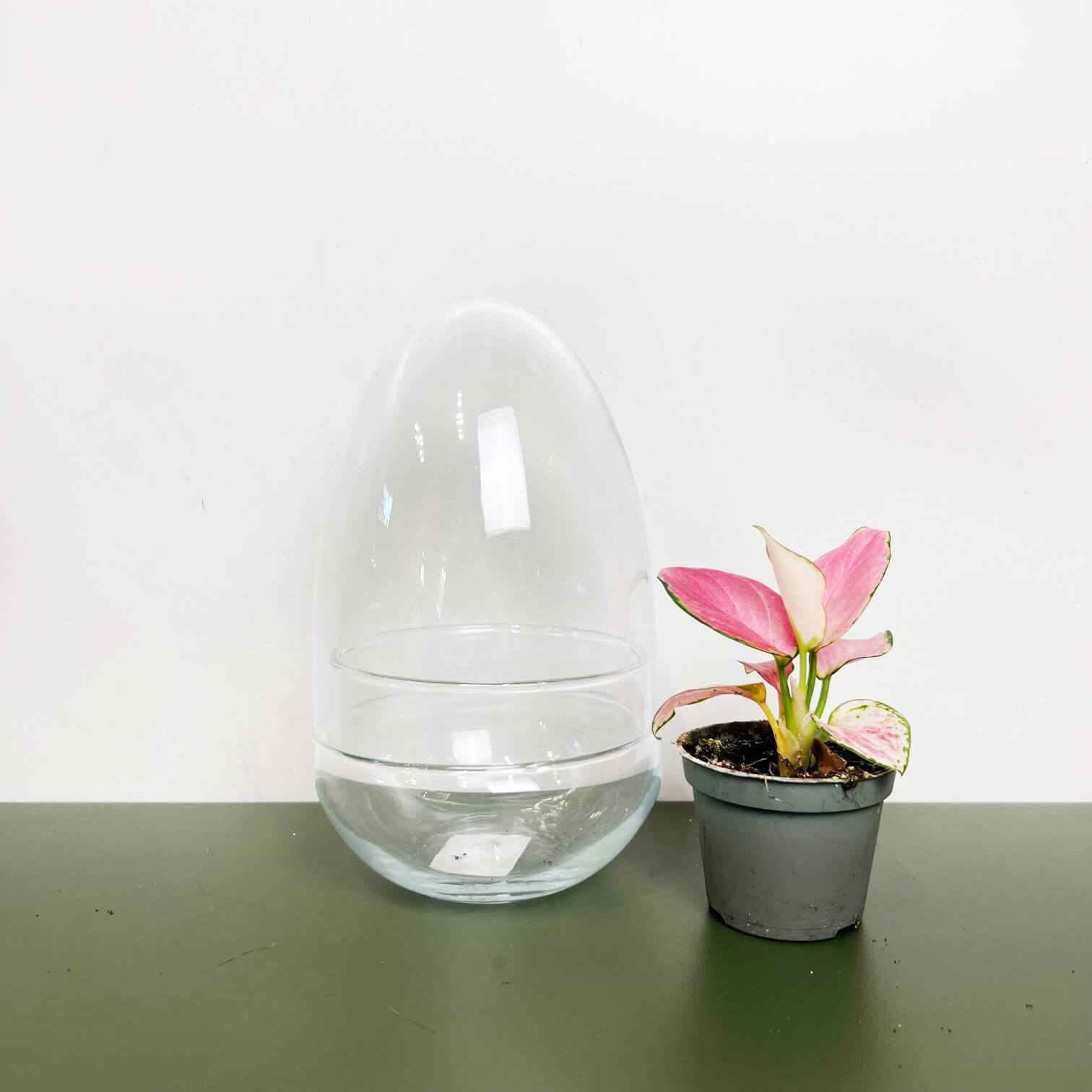 Contenitore in vetro per terrari /Mini uovo