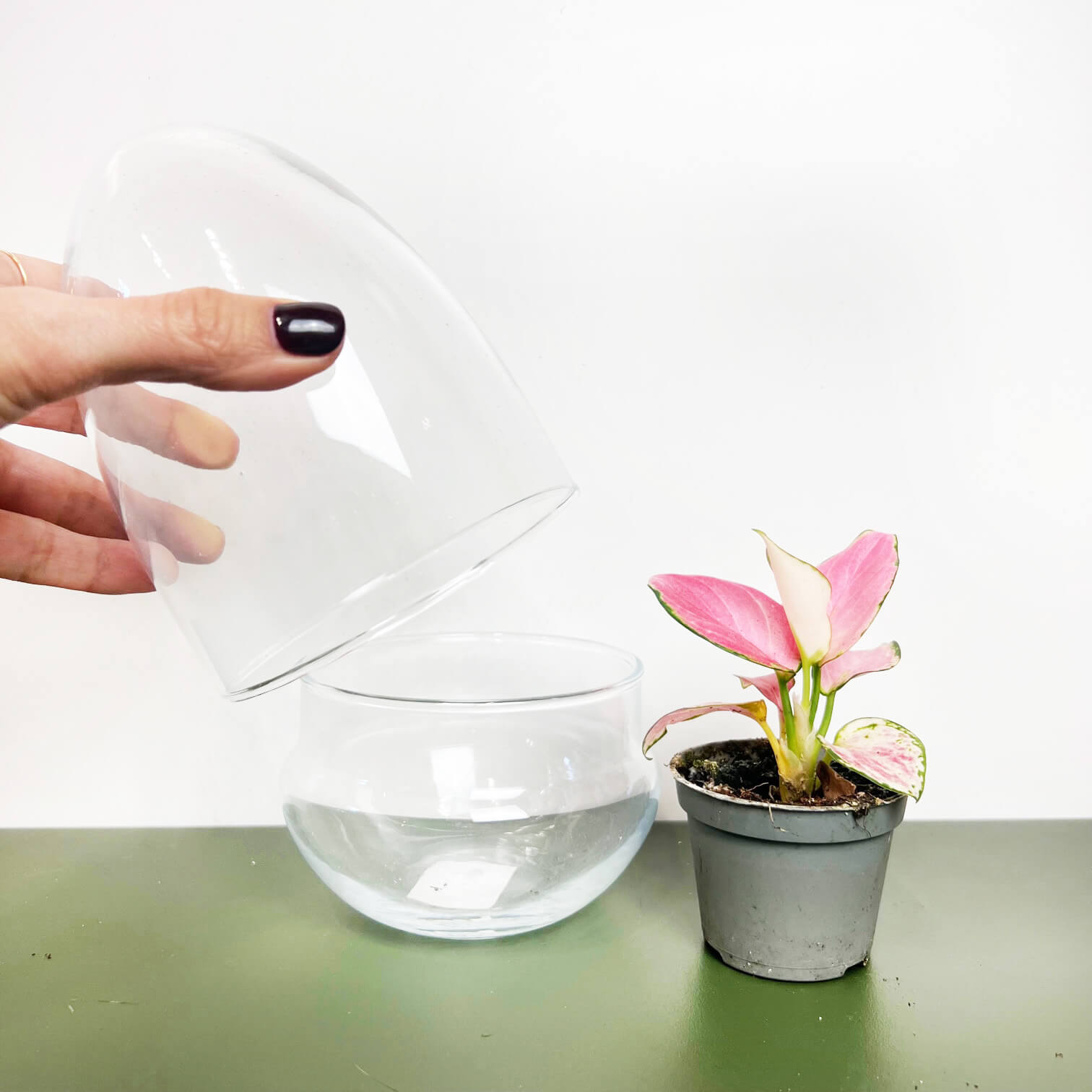 Contenitore in vetro per terrari /Mini uovo