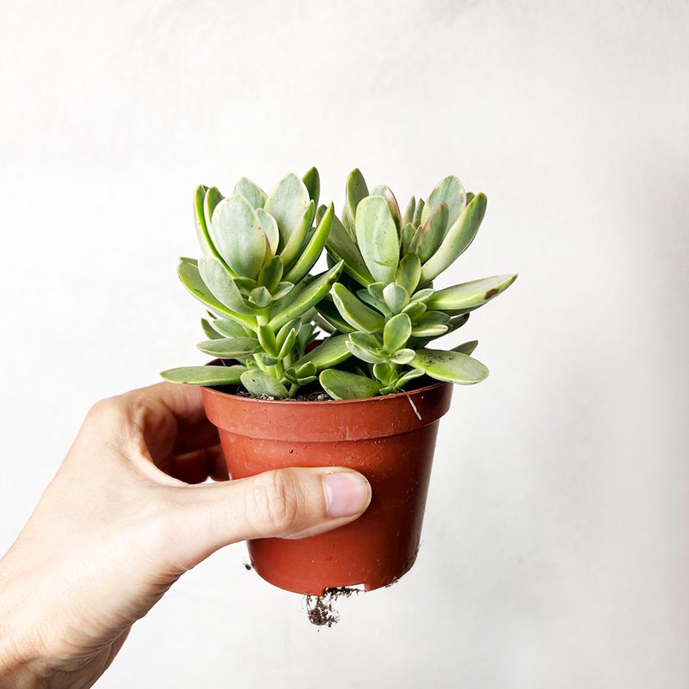 Crassula Moneymaker