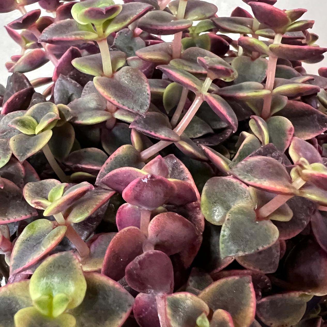Crassula marginalis