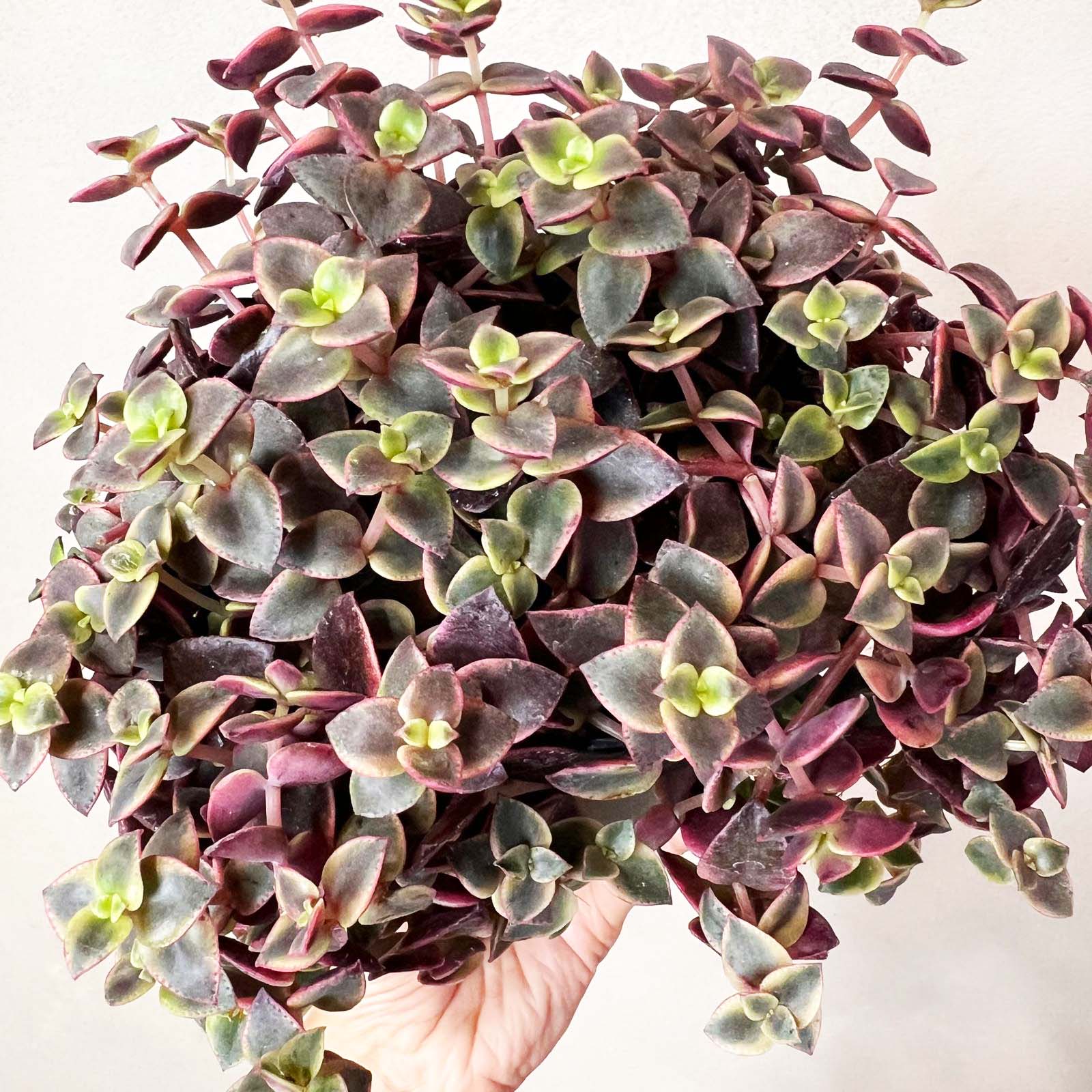 Crassula marginalis