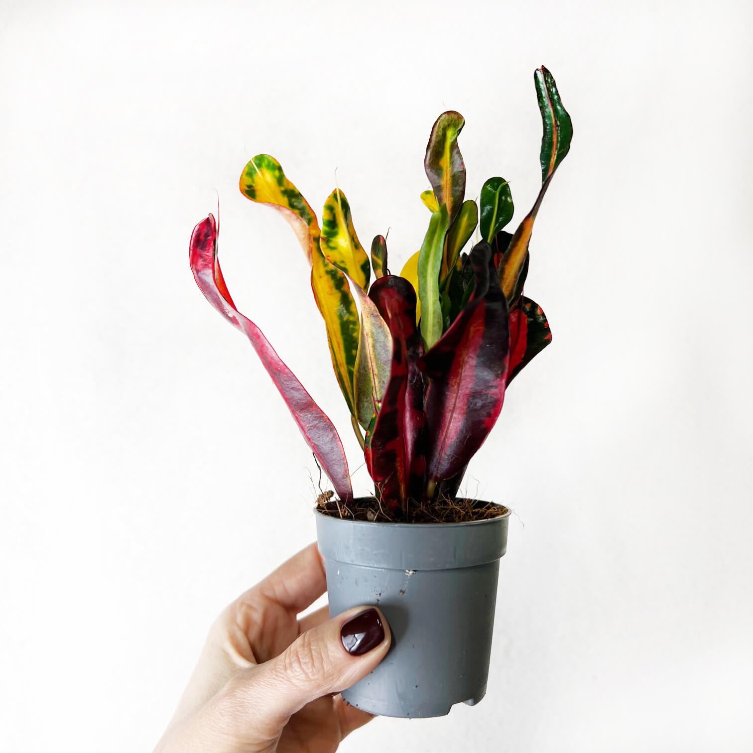 Codiaeum Variegatum Mammi (Croton)