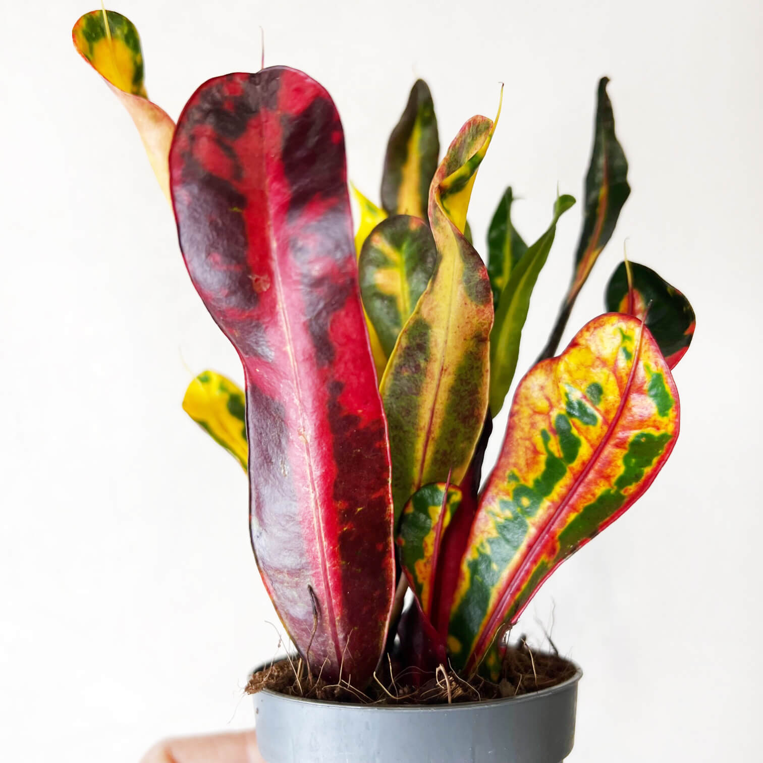 Codiaeum Variegatum Mammi (Croton)
