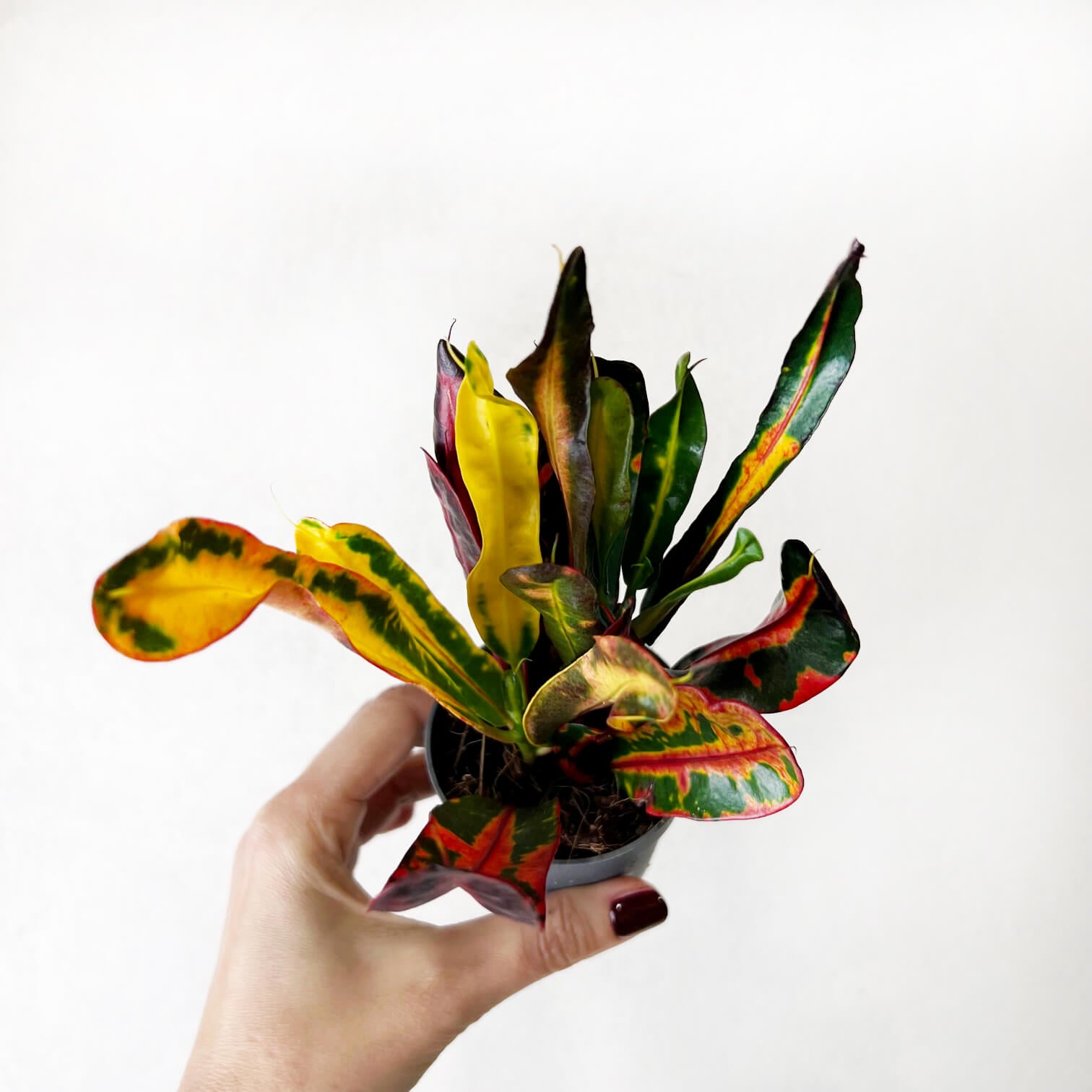 Codiaeum Variegatum Mammi (Croton)