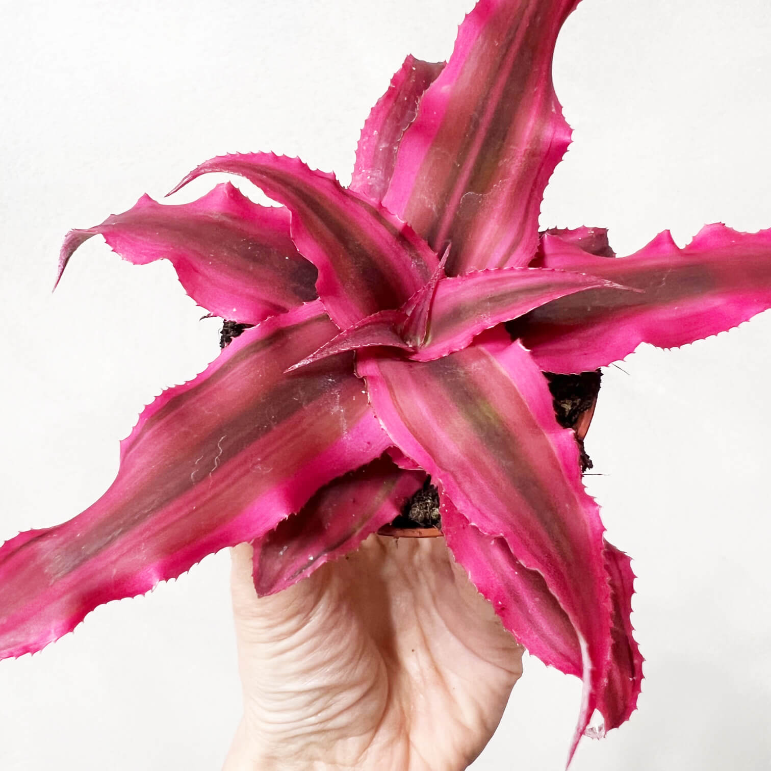 Cryptanthus Bivittatus Rubin Star