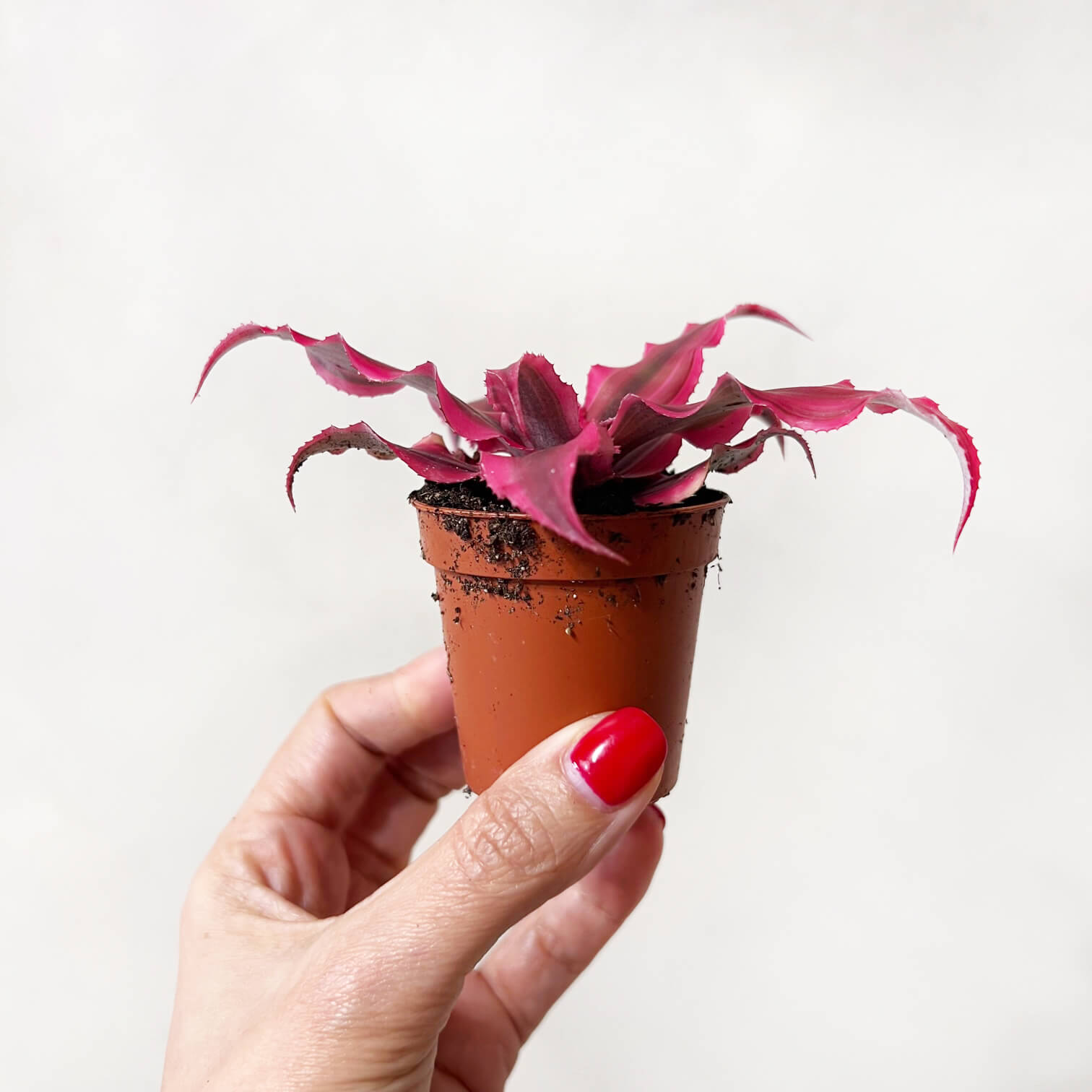 Cryptanthus Bivittatus Rubin Star