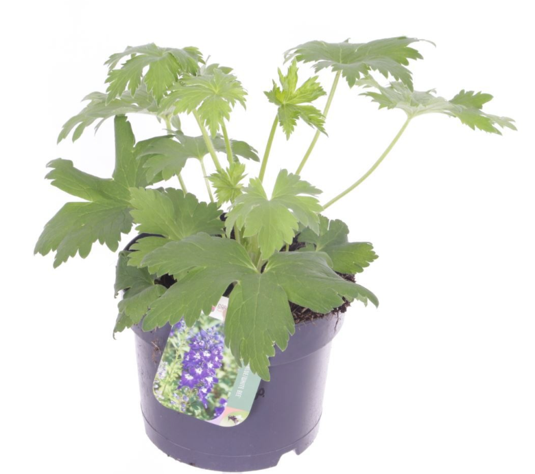 Delphinium 'Magic Fountains Darkblue Darkbee'
