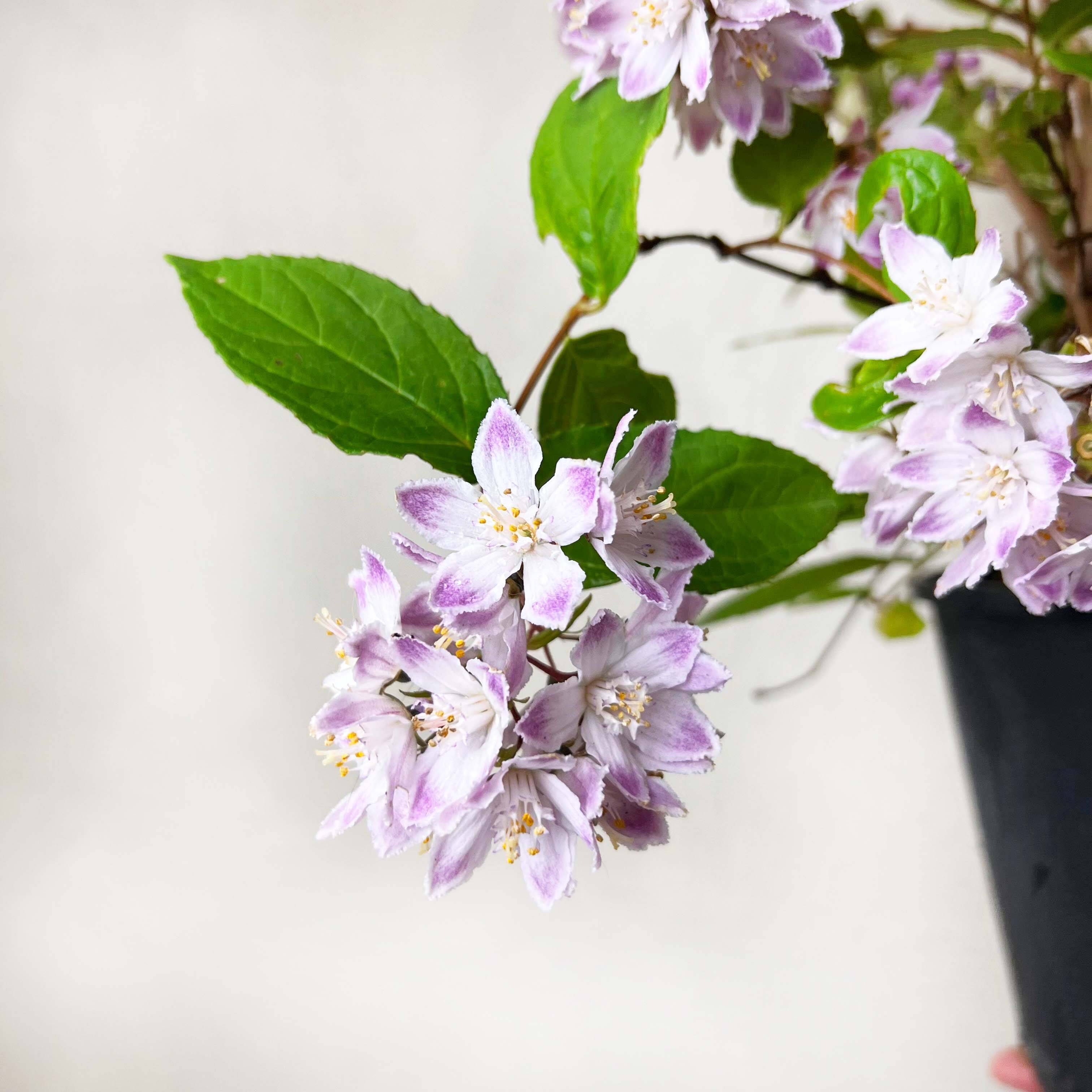 Deutzia Raspberry Sundae