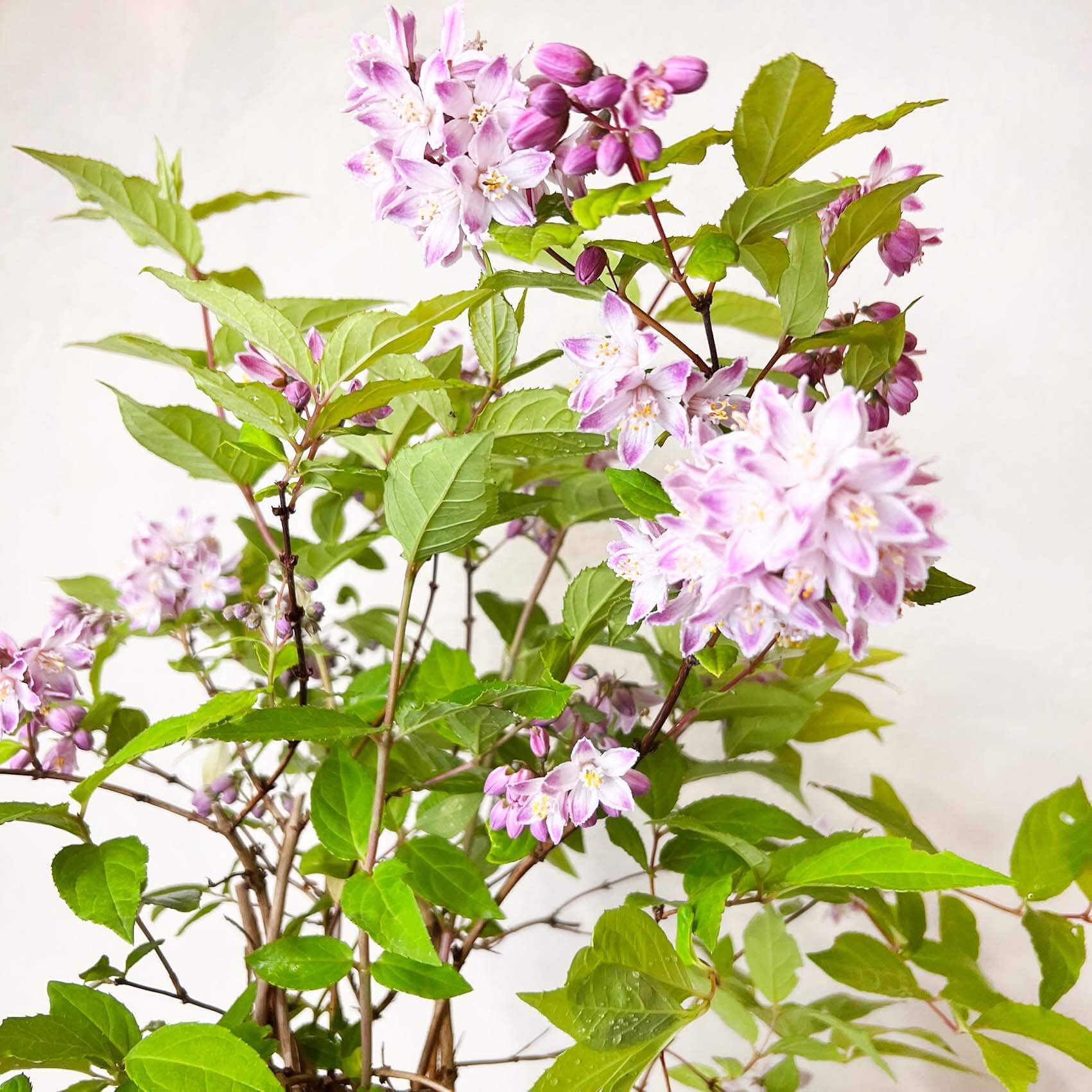 Deutzia Raspberry Sundae