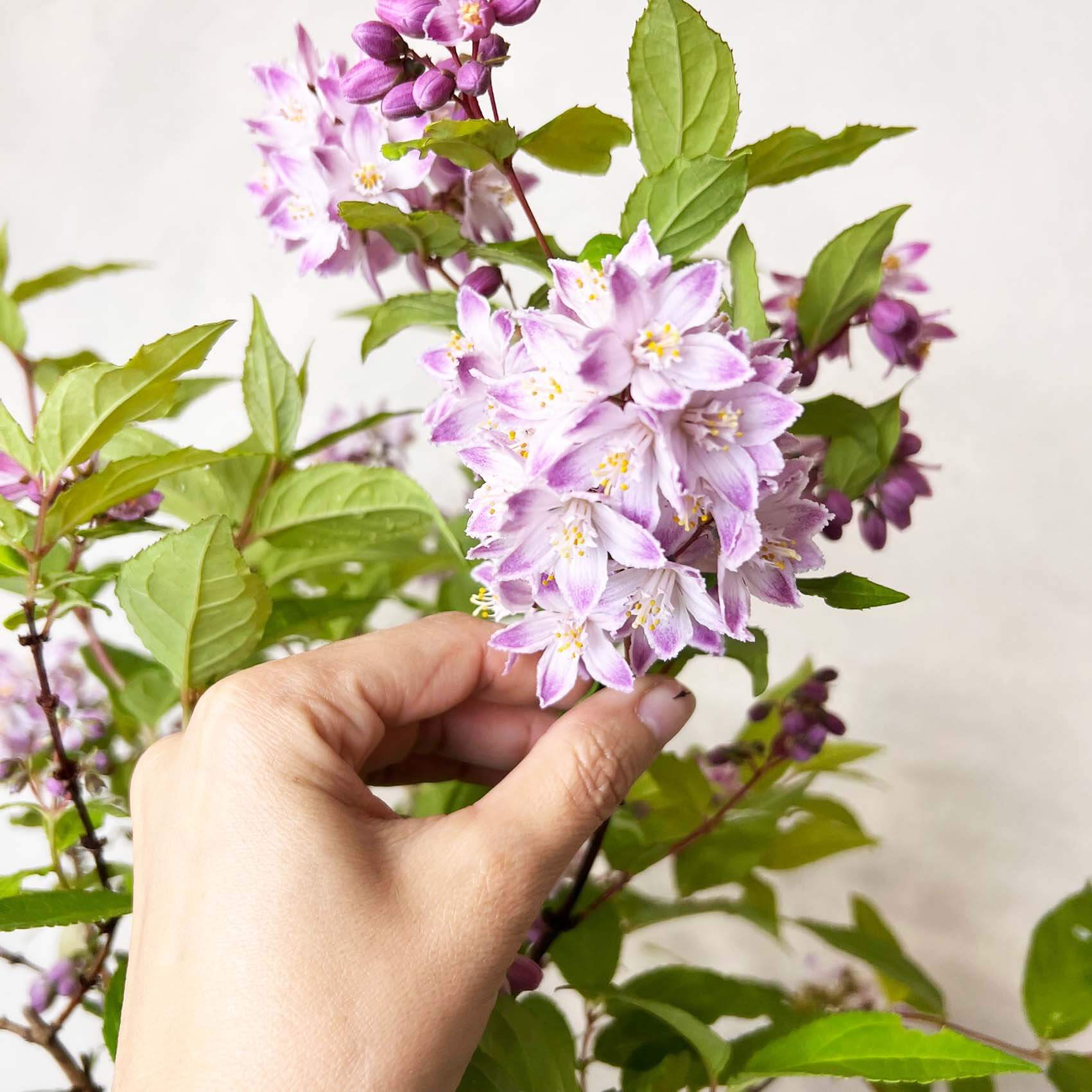 Deutzia Raspberry Sundae