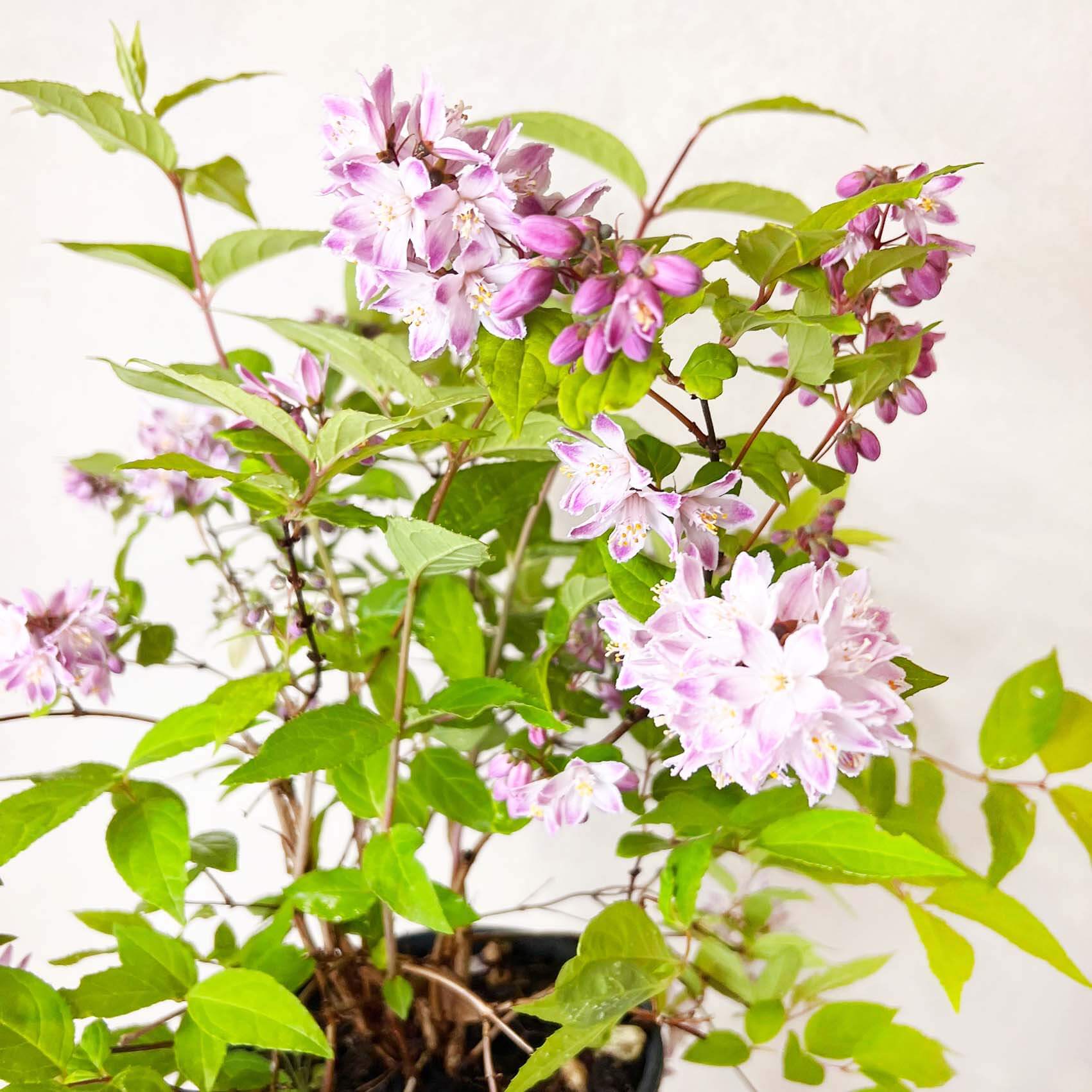 Deutzia Raspberry Sundae