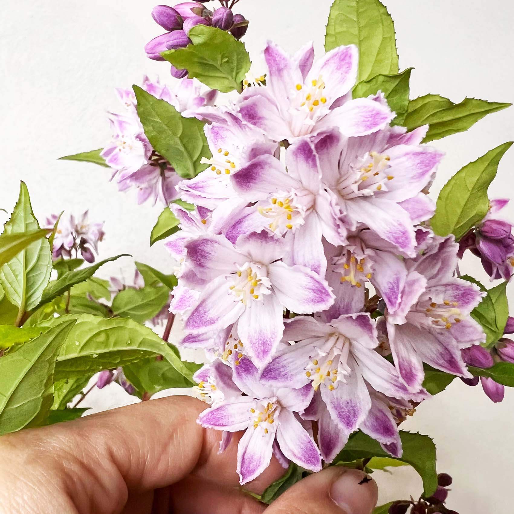 Deutzia Raspberry Sundae