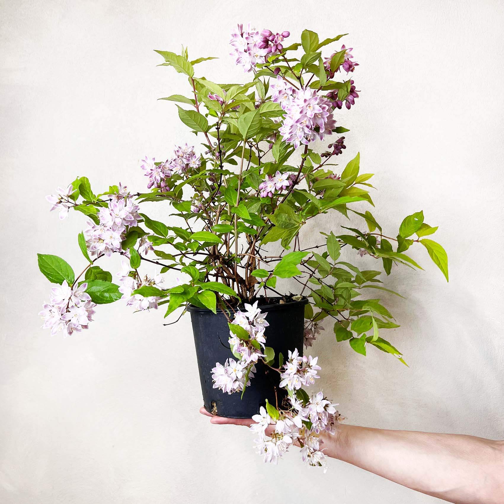 Deutzia Raspberry Sundae