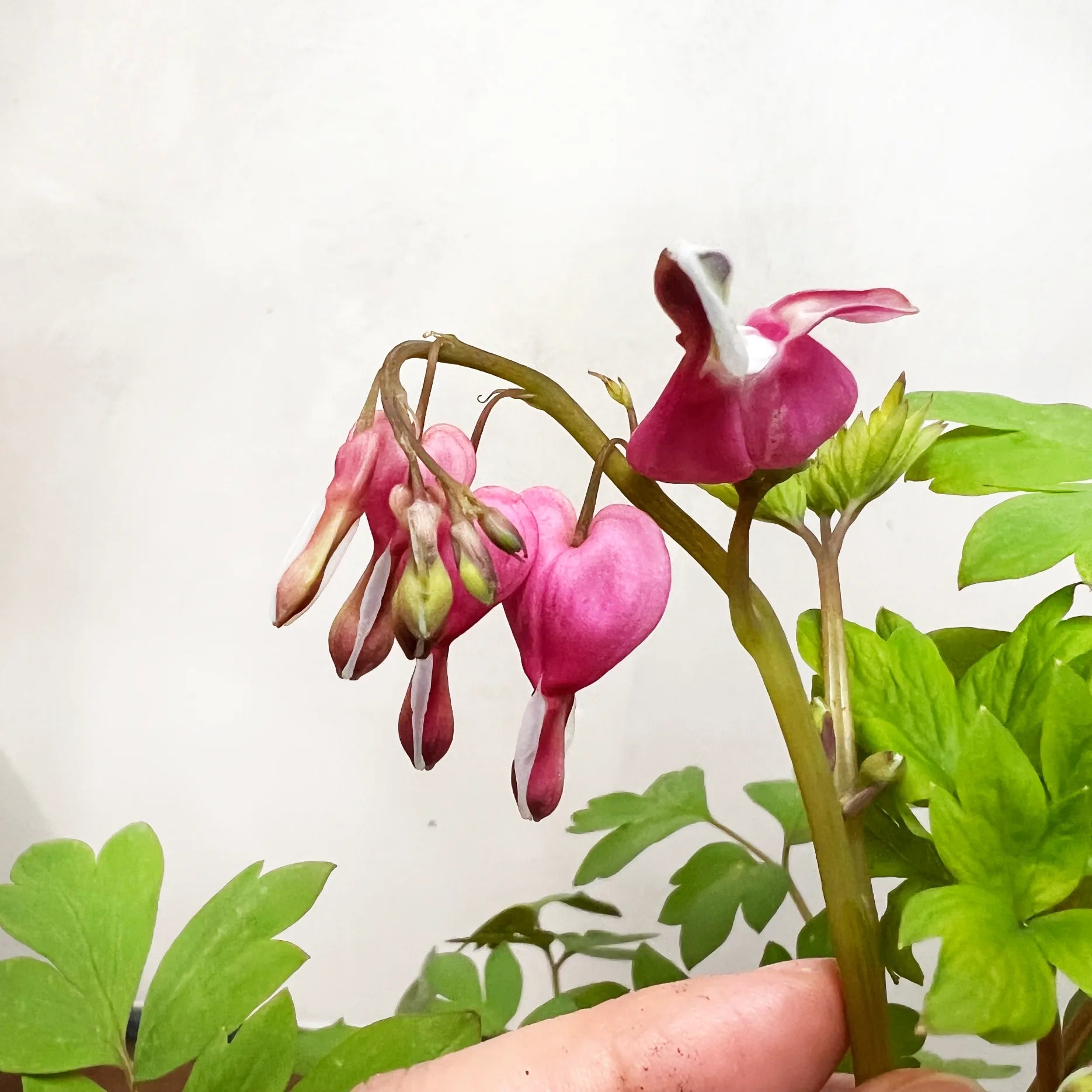 Dicentra spectabilis