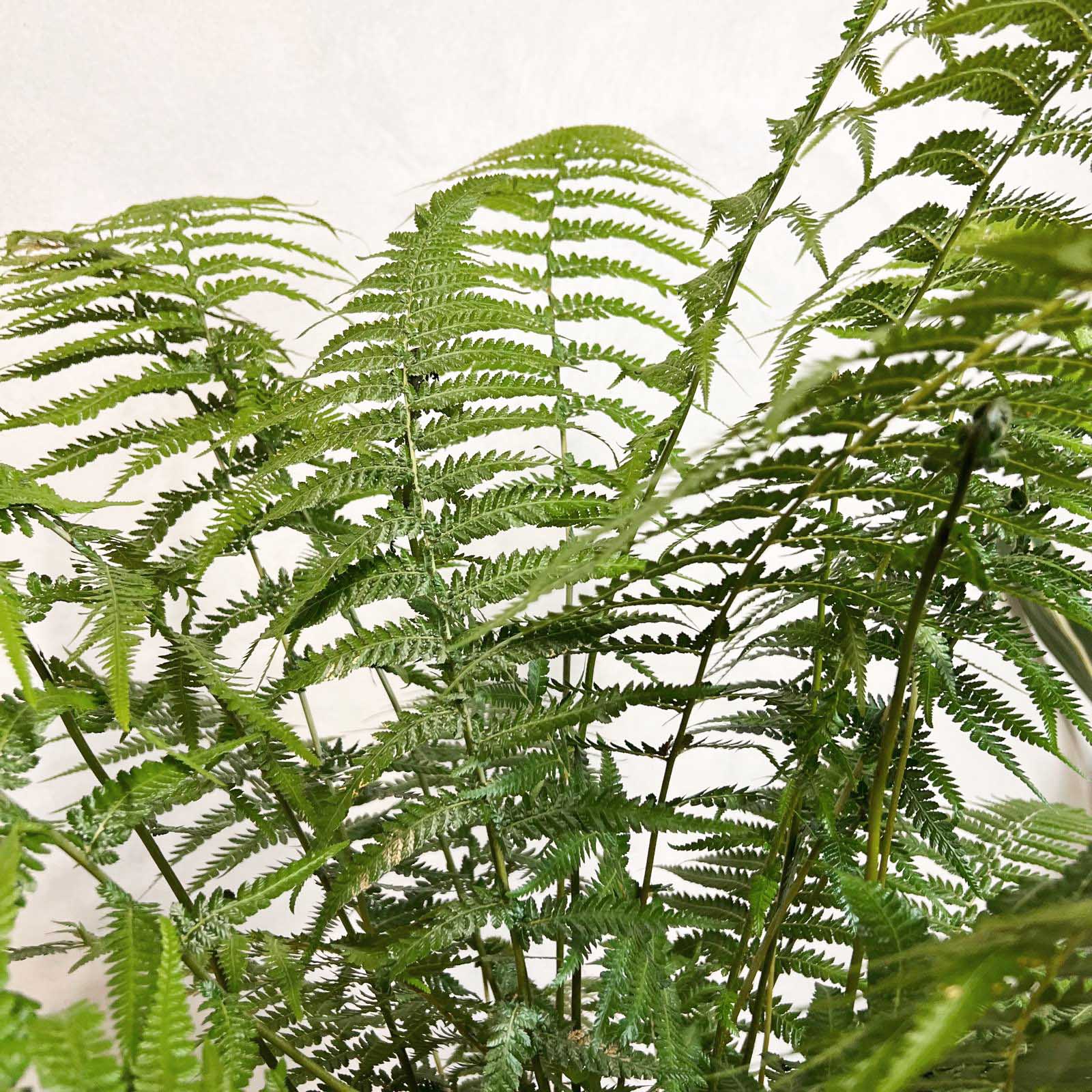 Dicksonia antarctica