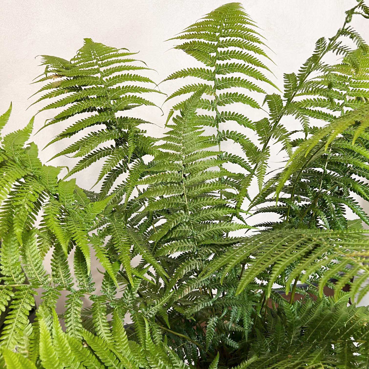 Dicksonia antarctica