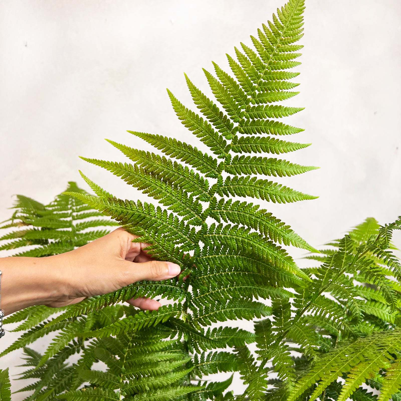Dicksonia antarctica
