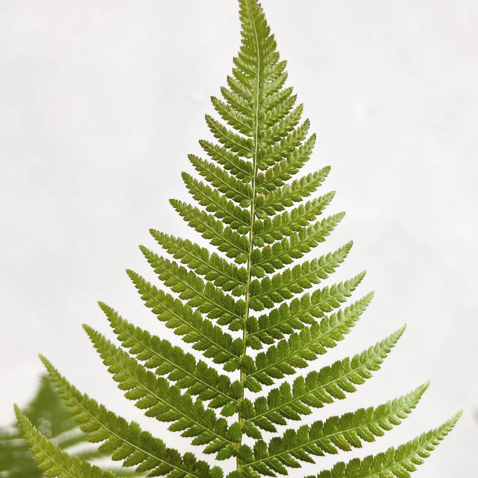 Dicksonia antarctica