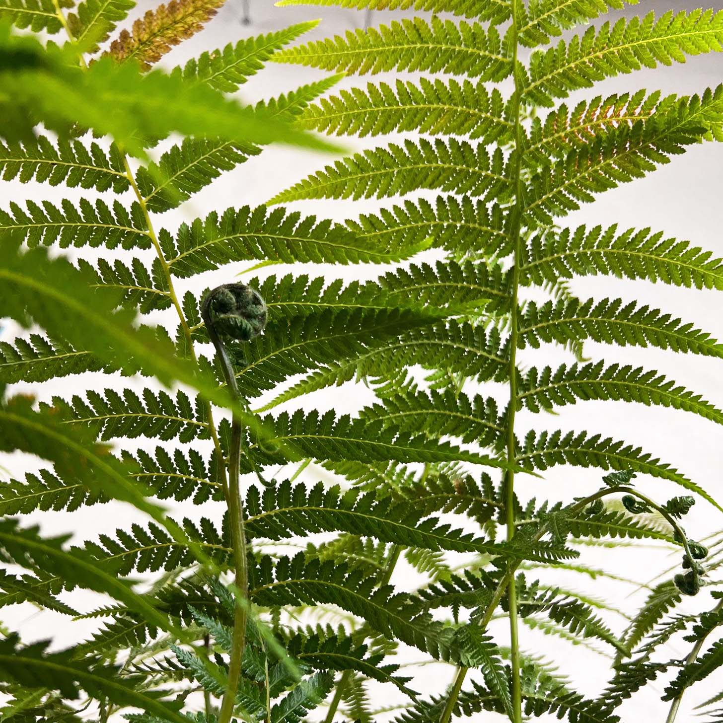 Dicksonia antarctica