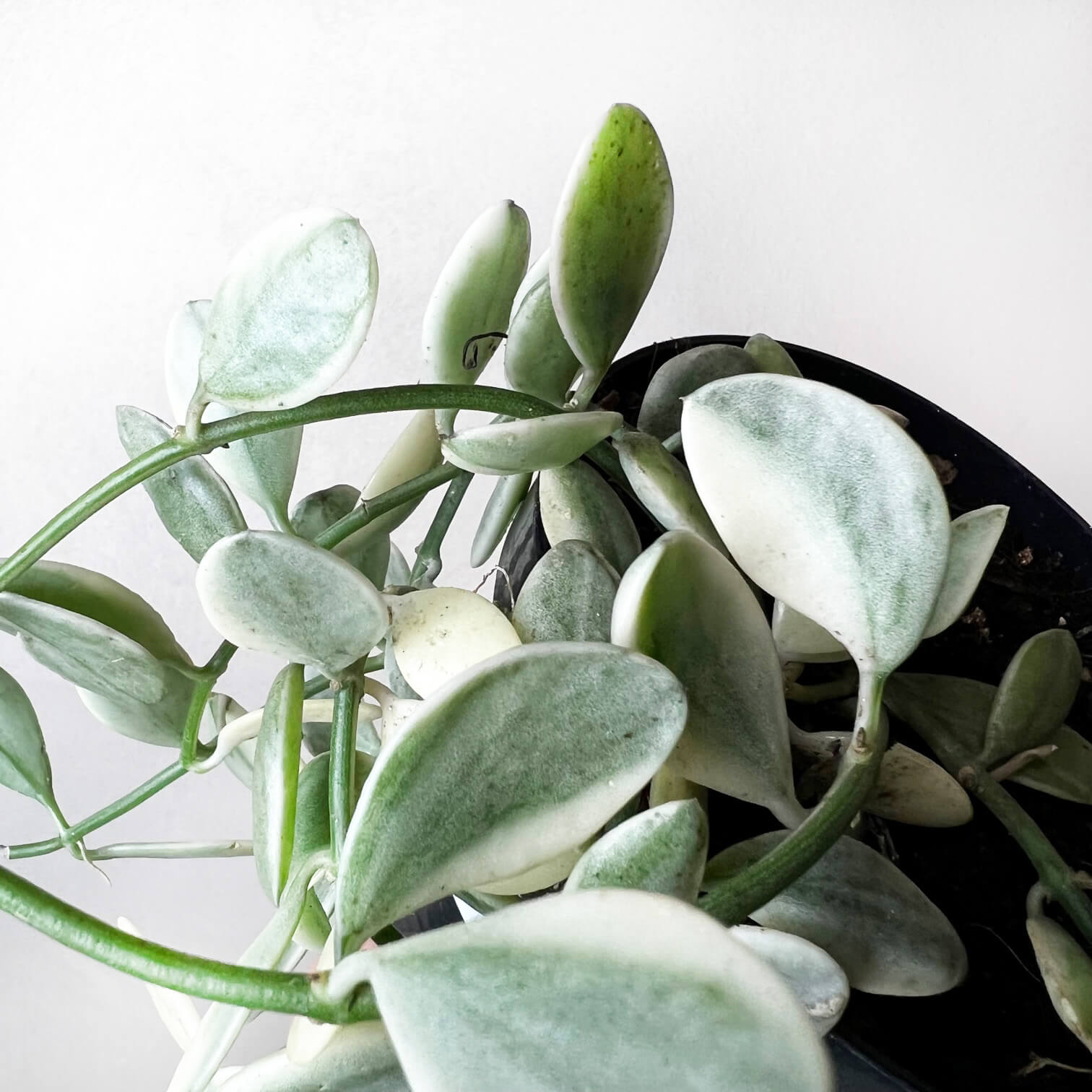 Dischidia Oiantha White Diamond