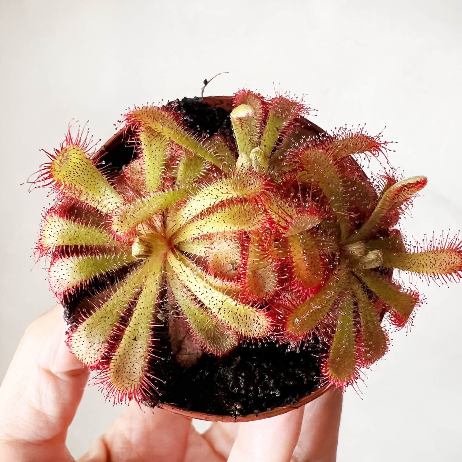 Drosera Aliciae