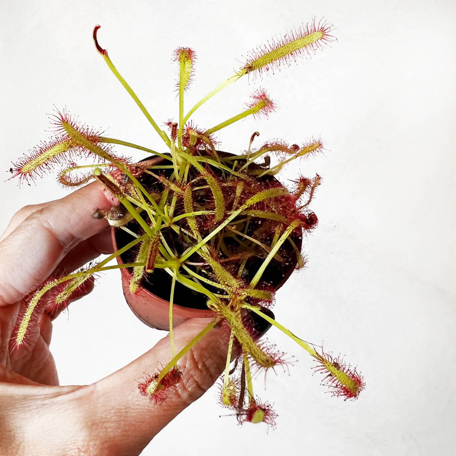 Drosera capensis