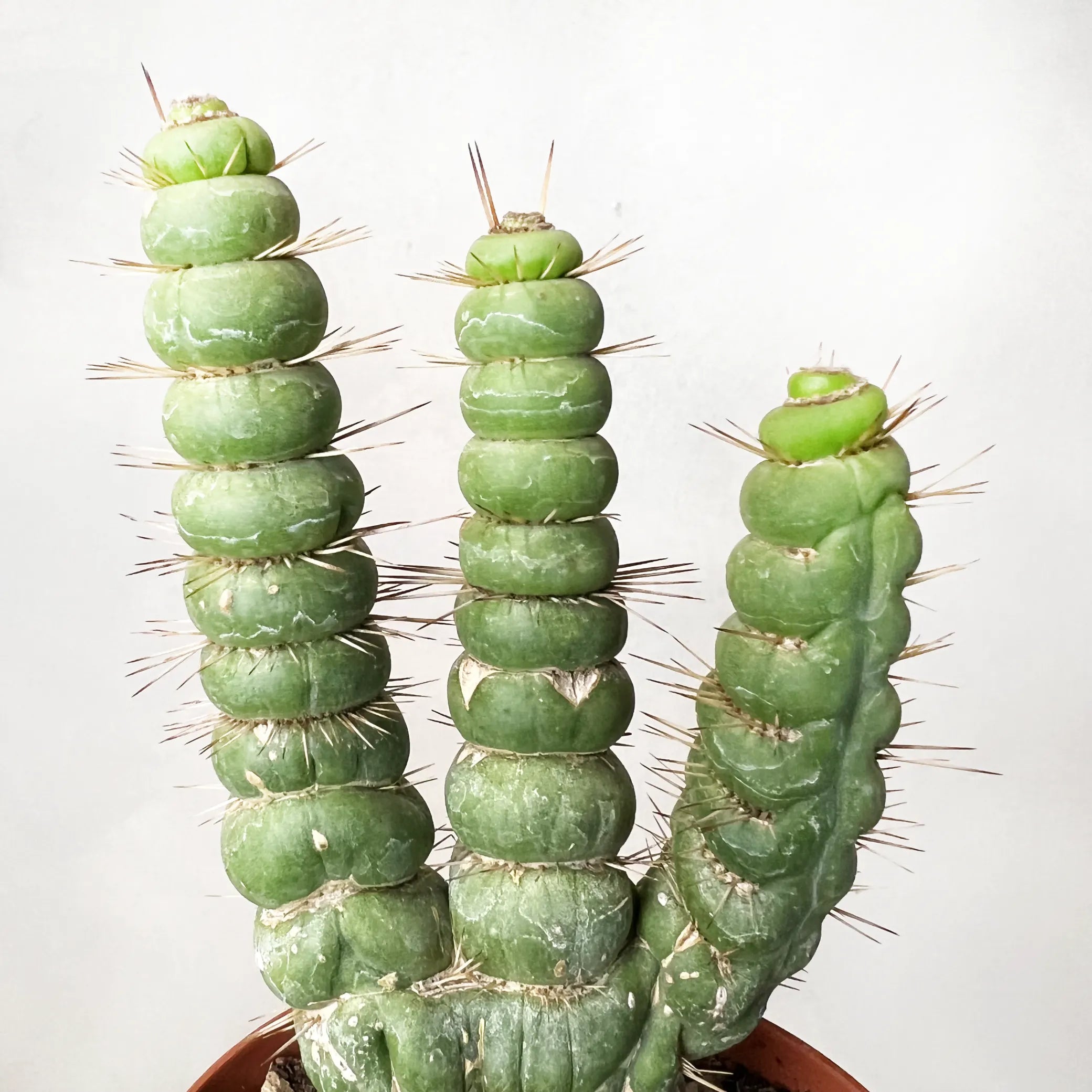 EULYCHNIA CASTANEA SPIRALIS