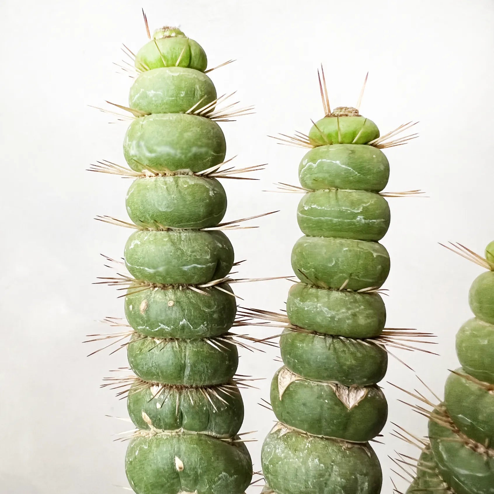 EULYCHNIA CASTANEA SPIRALIS