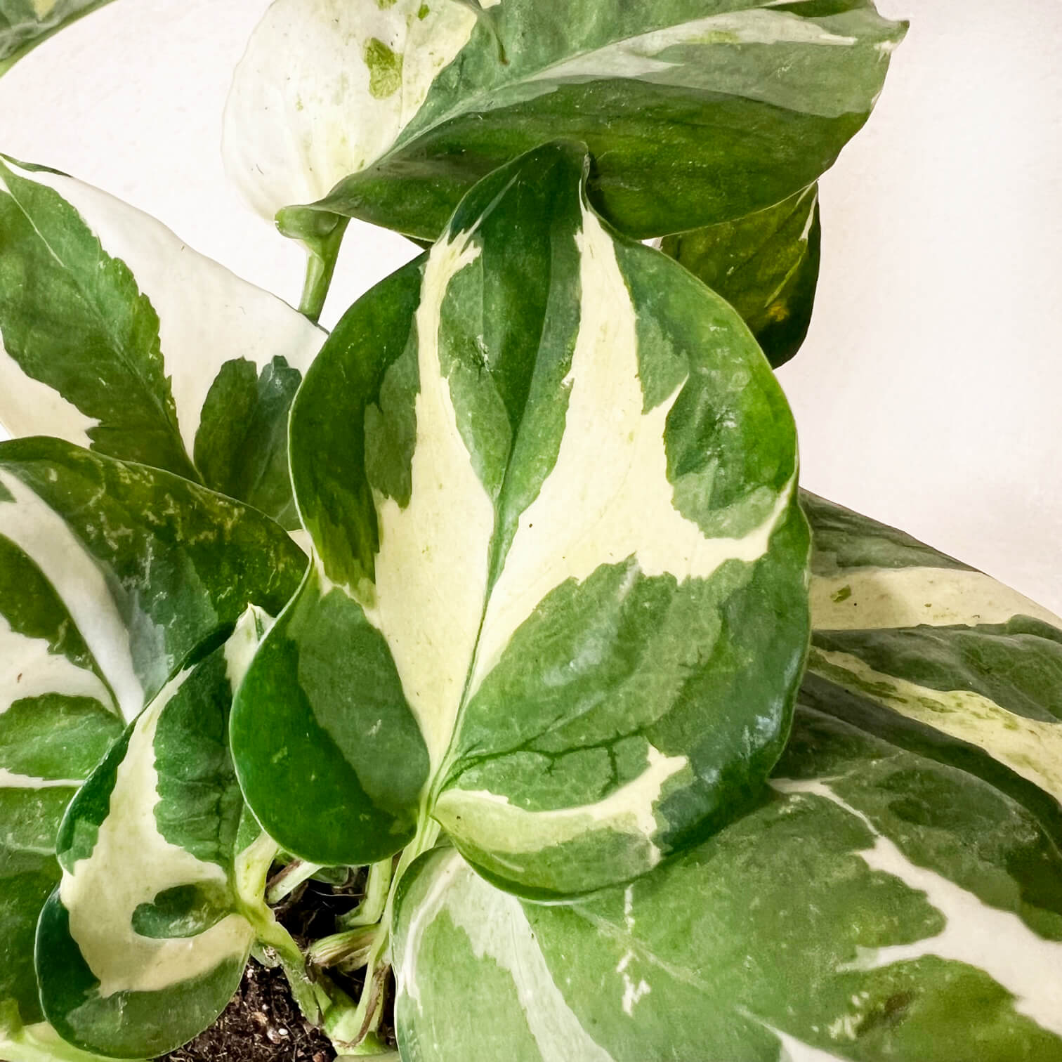 Epipremnum Aureum Glacier