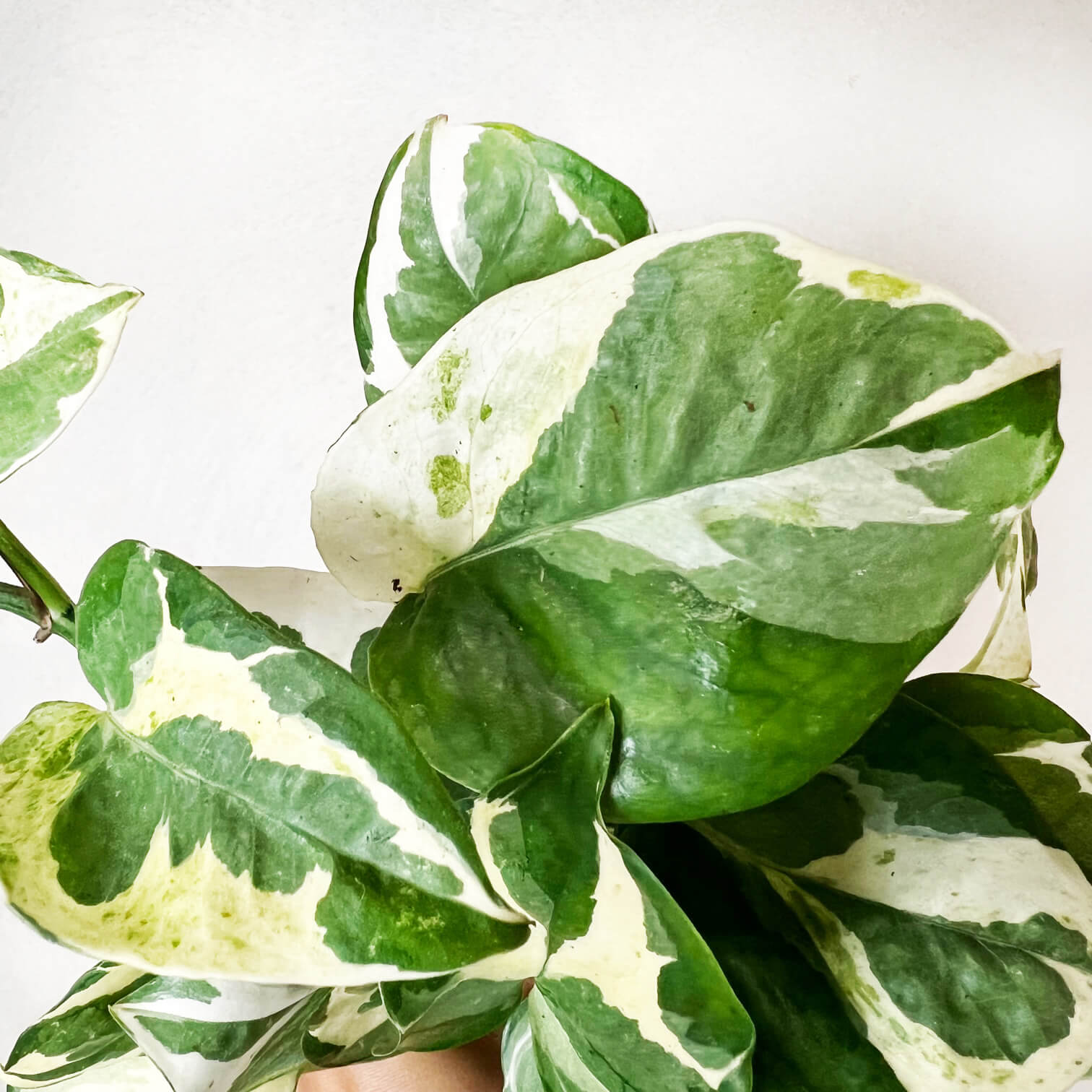 Epipremnum Aureum Glacier