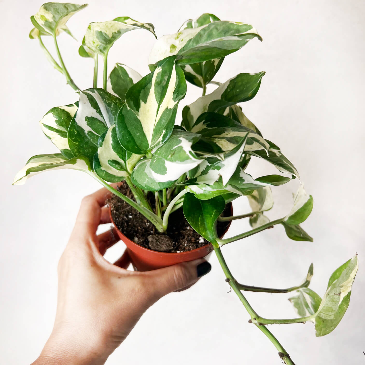 Epipremnum Aureum Glacier