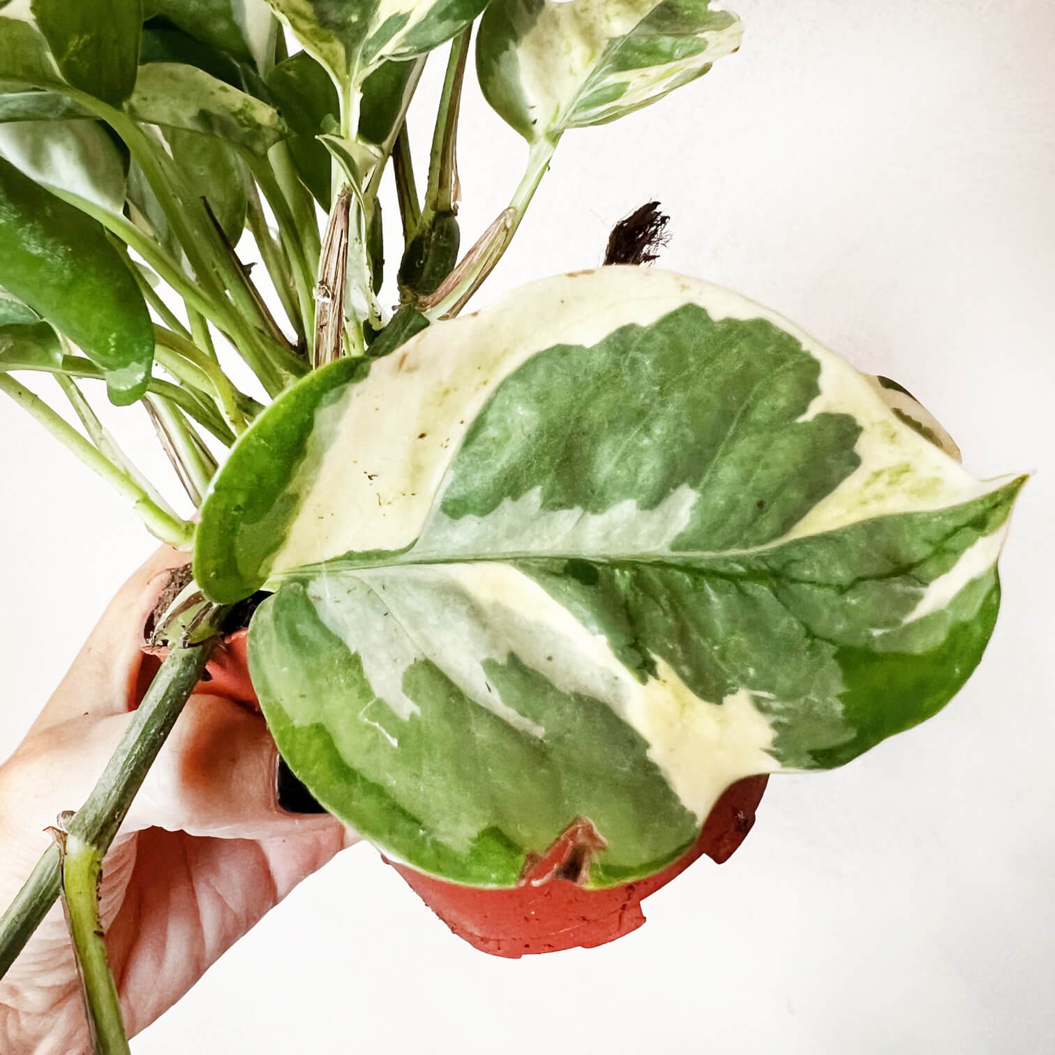 Epipremnum Aureum Glacier