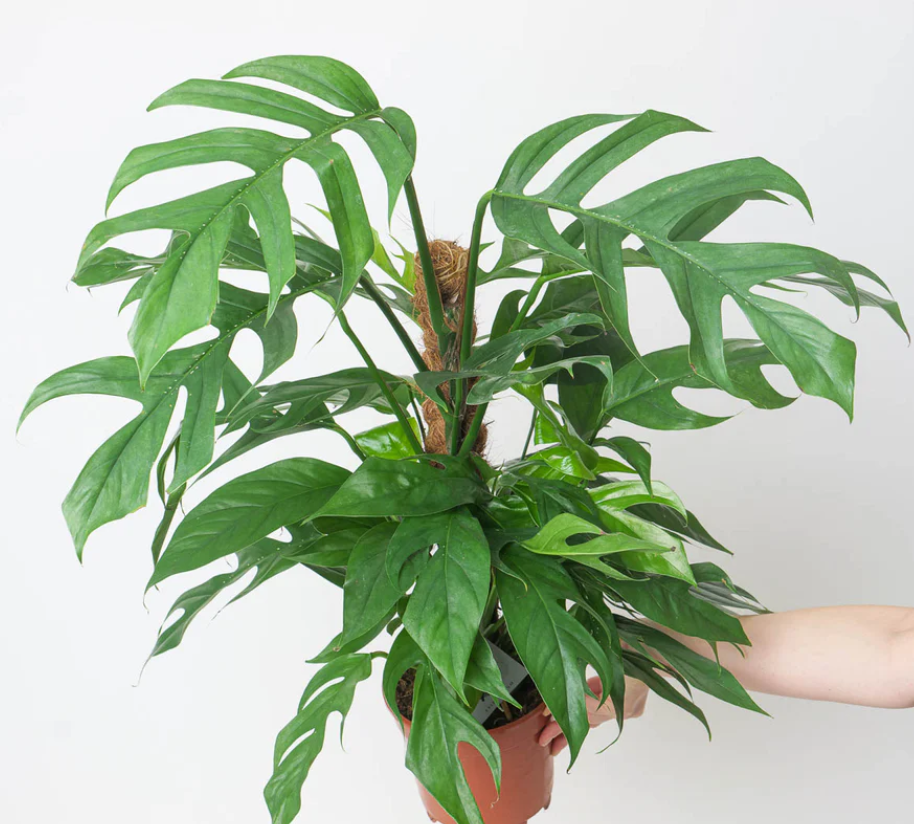 Epipremnum Baltic Blue