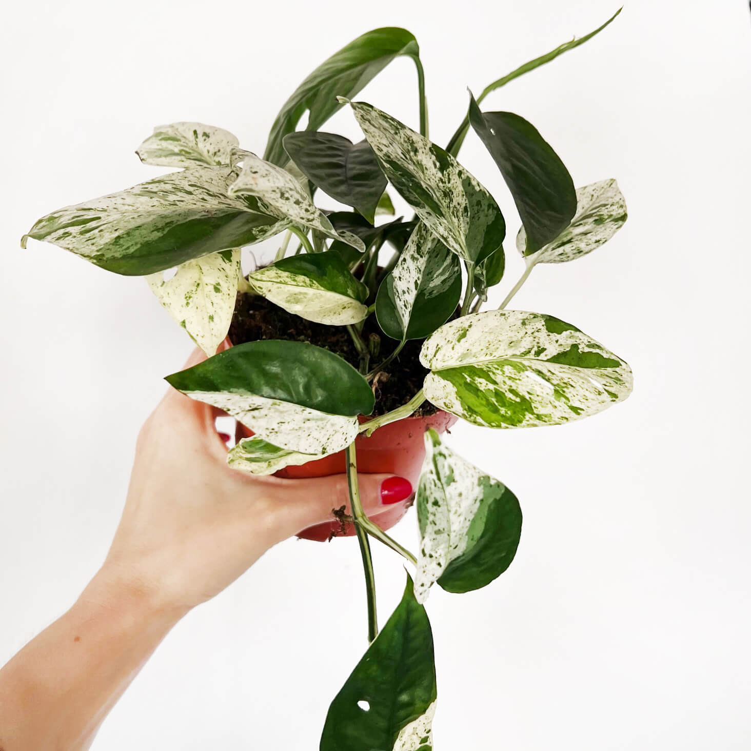 Epipremnum Pinnatum Marble King