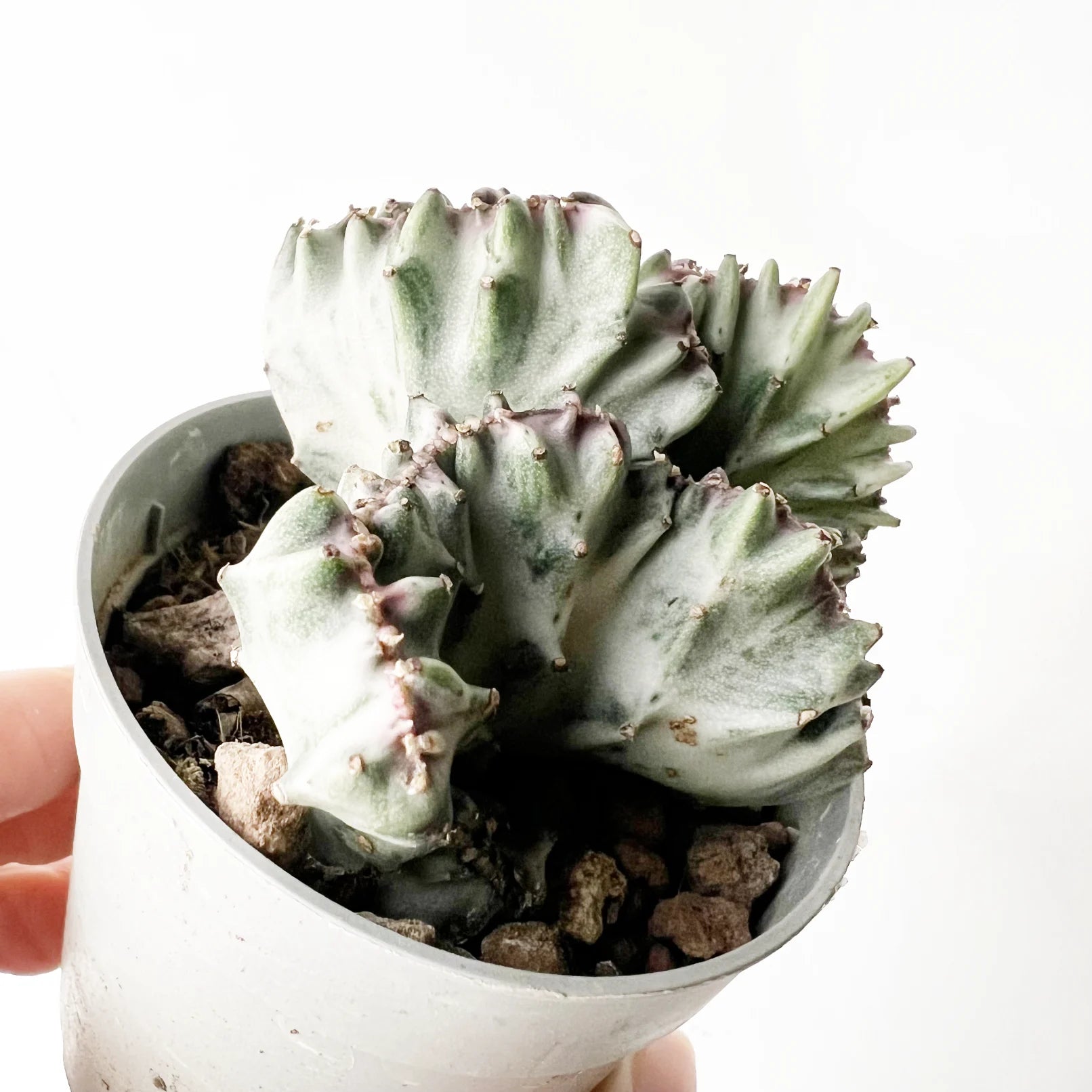 Euphorbia lactea 'Cristata'