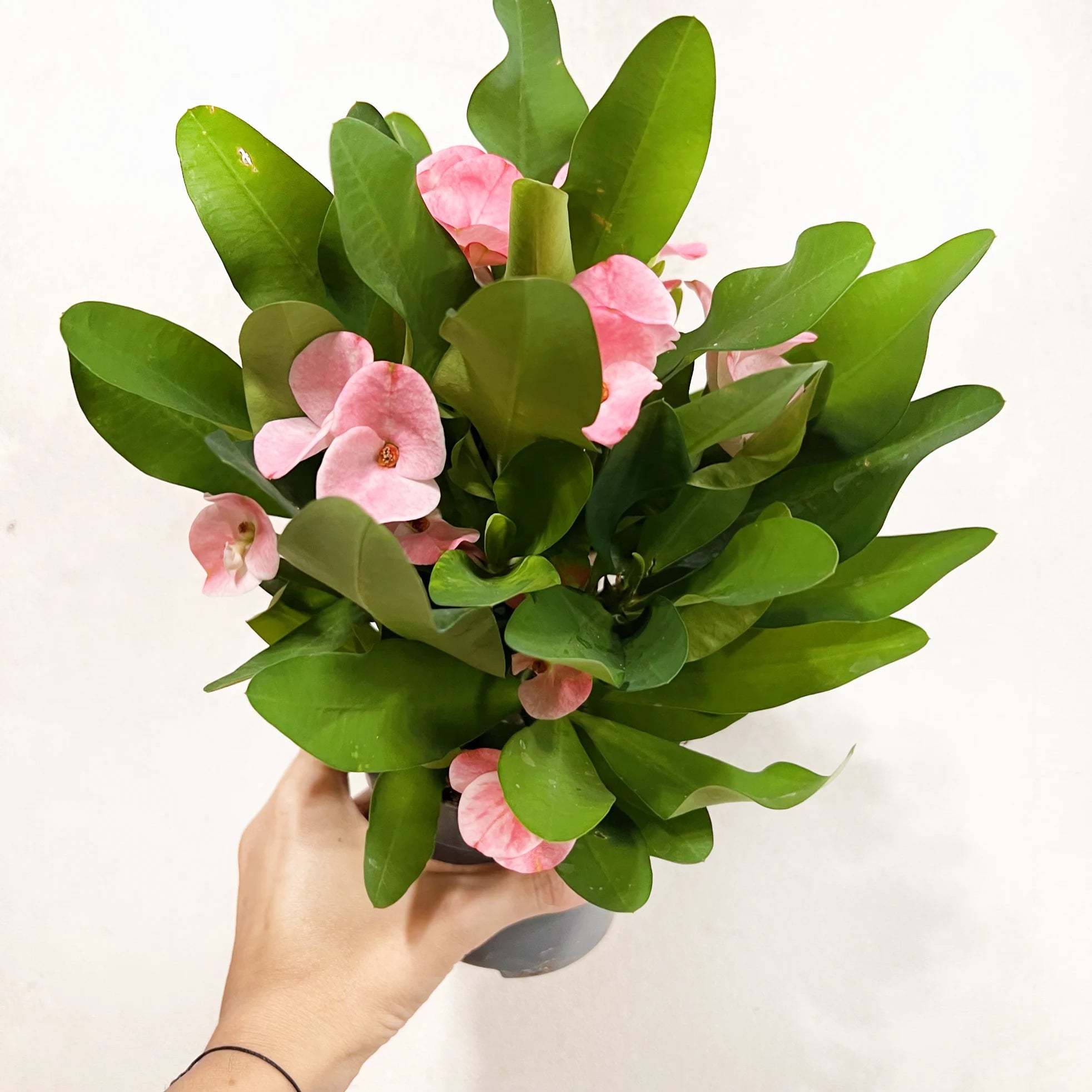 Euphorbia milii “Soft Pink”