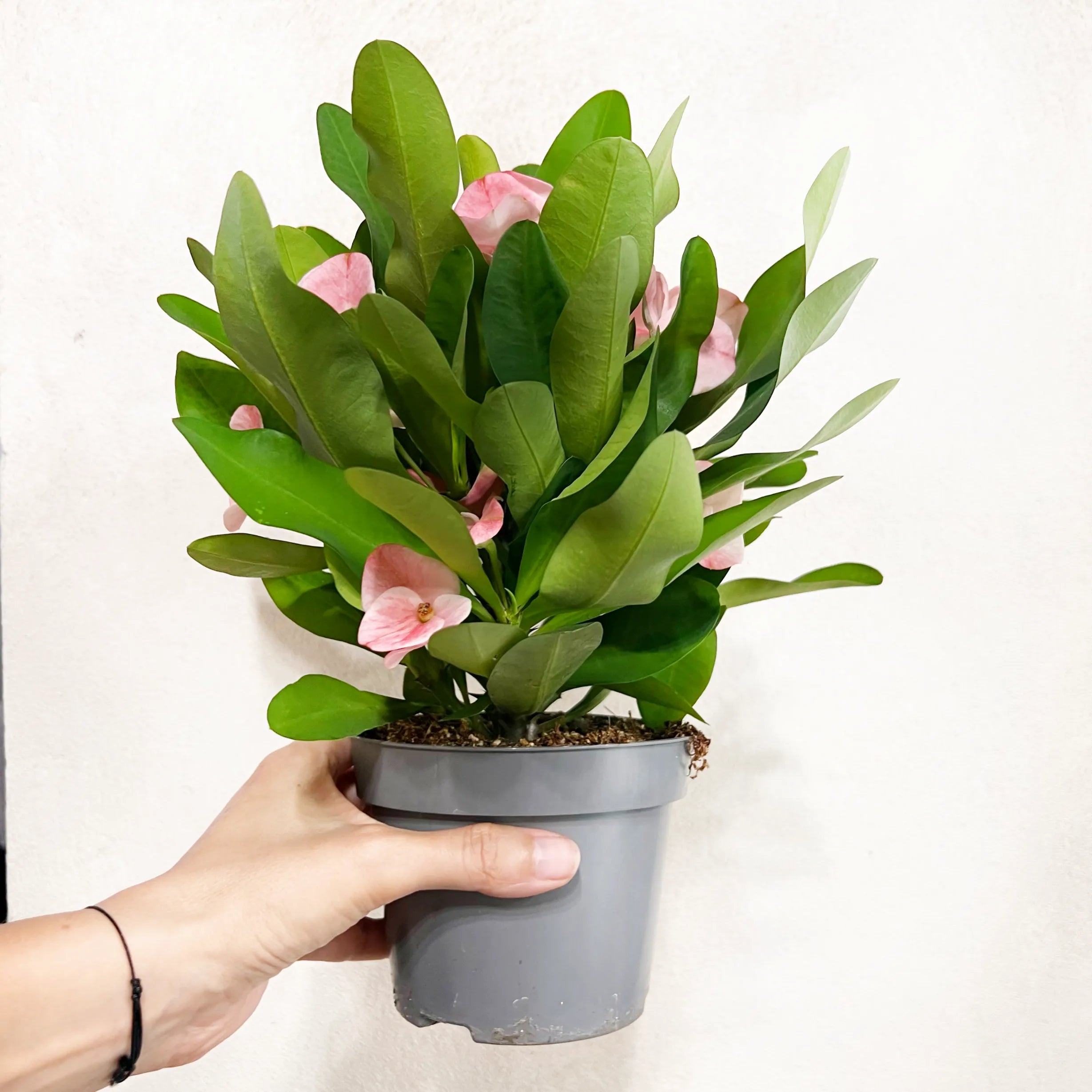 Euphorbia milii “Soft Pink”