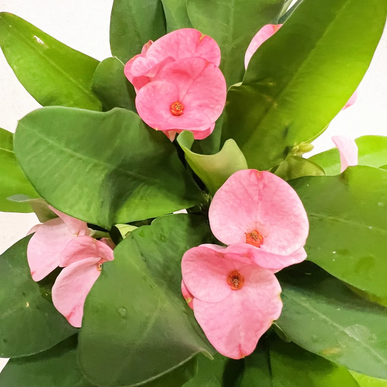 Euphorbia milii “Soft Pink”