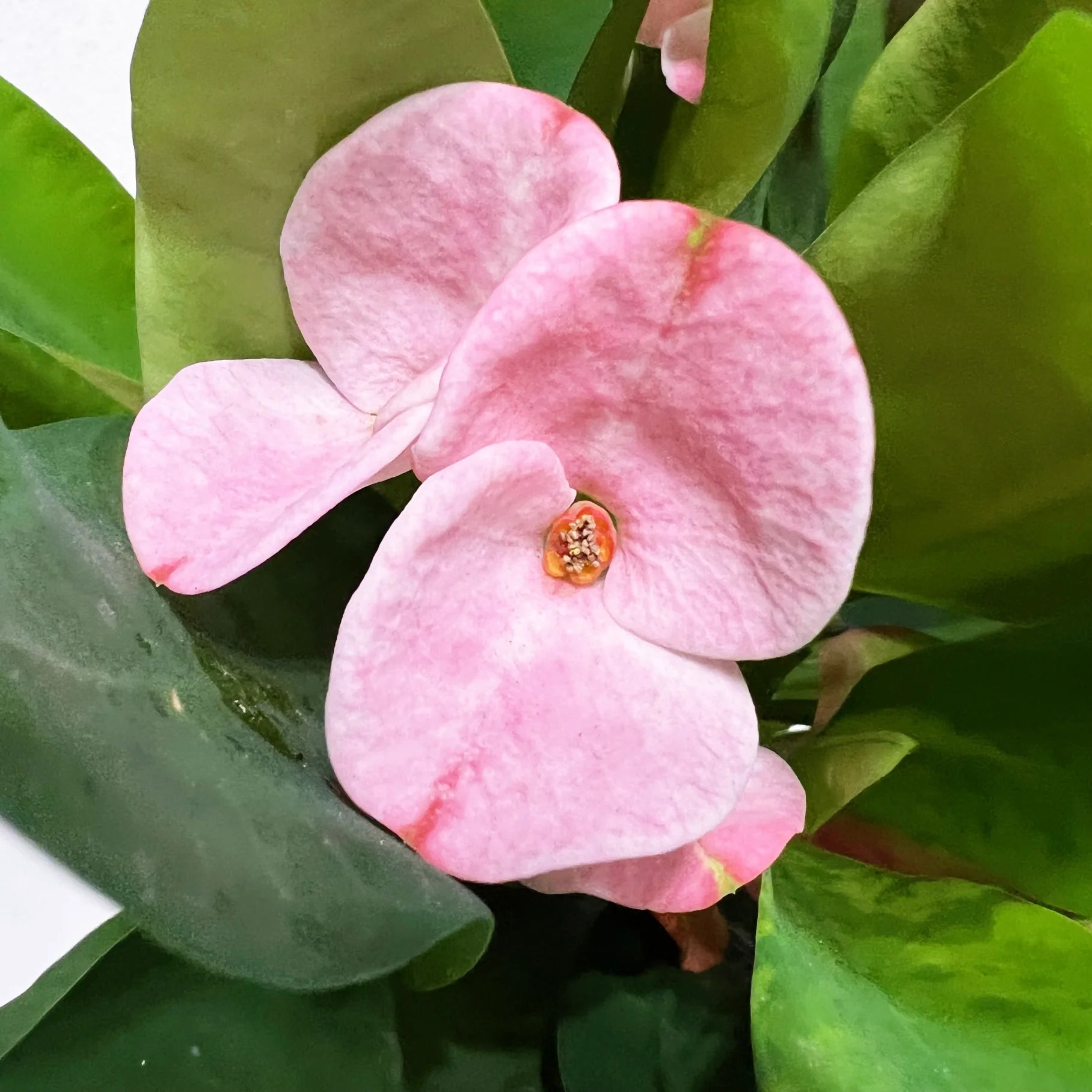 Euphorbia milii “Soft Pink”