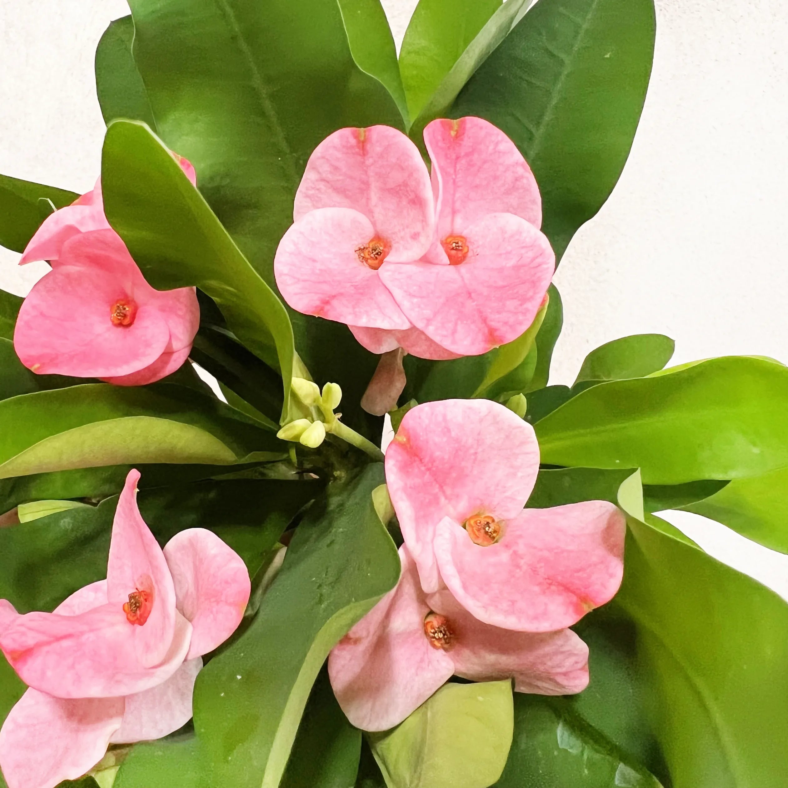 Euphorbia milii “Soft Pink”