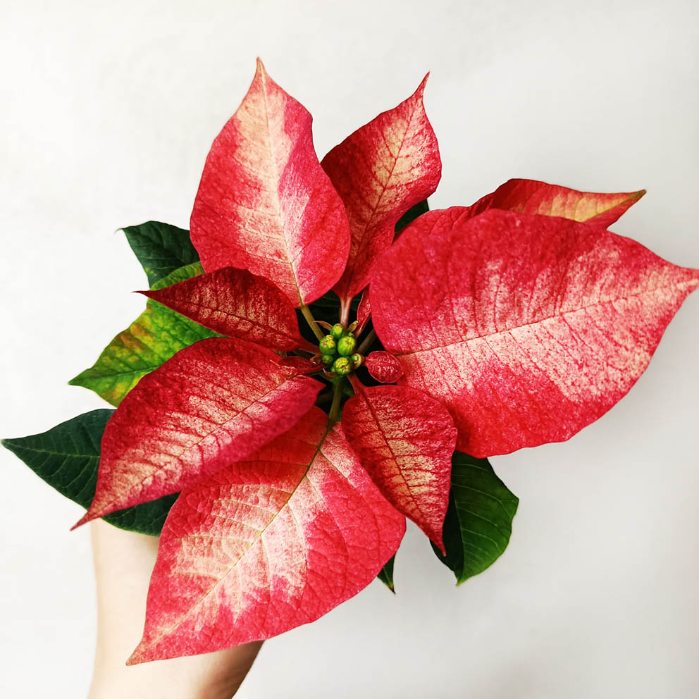 Stella di Natale/ Euphorbia pulch. Premium Ice Crystal