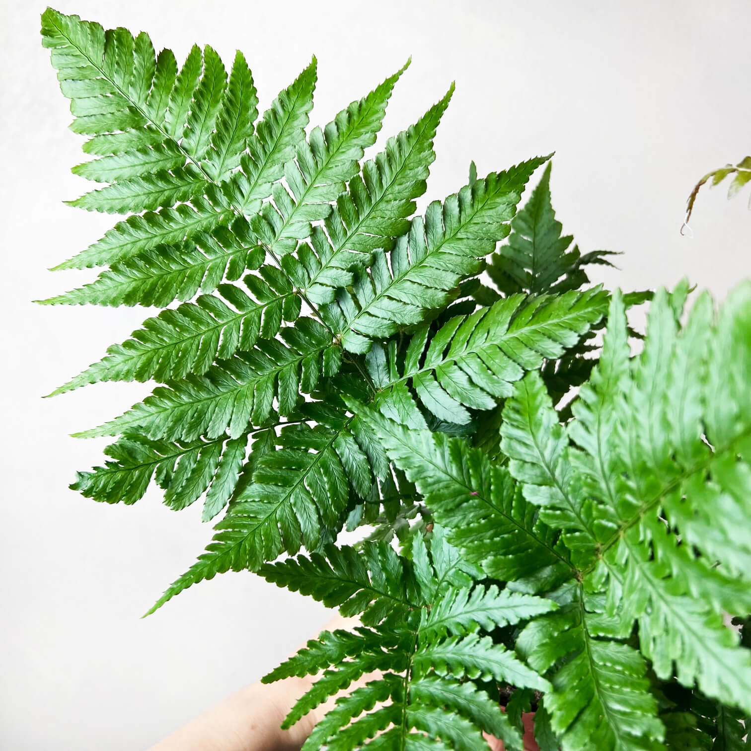 Dryopteris Erythrosora