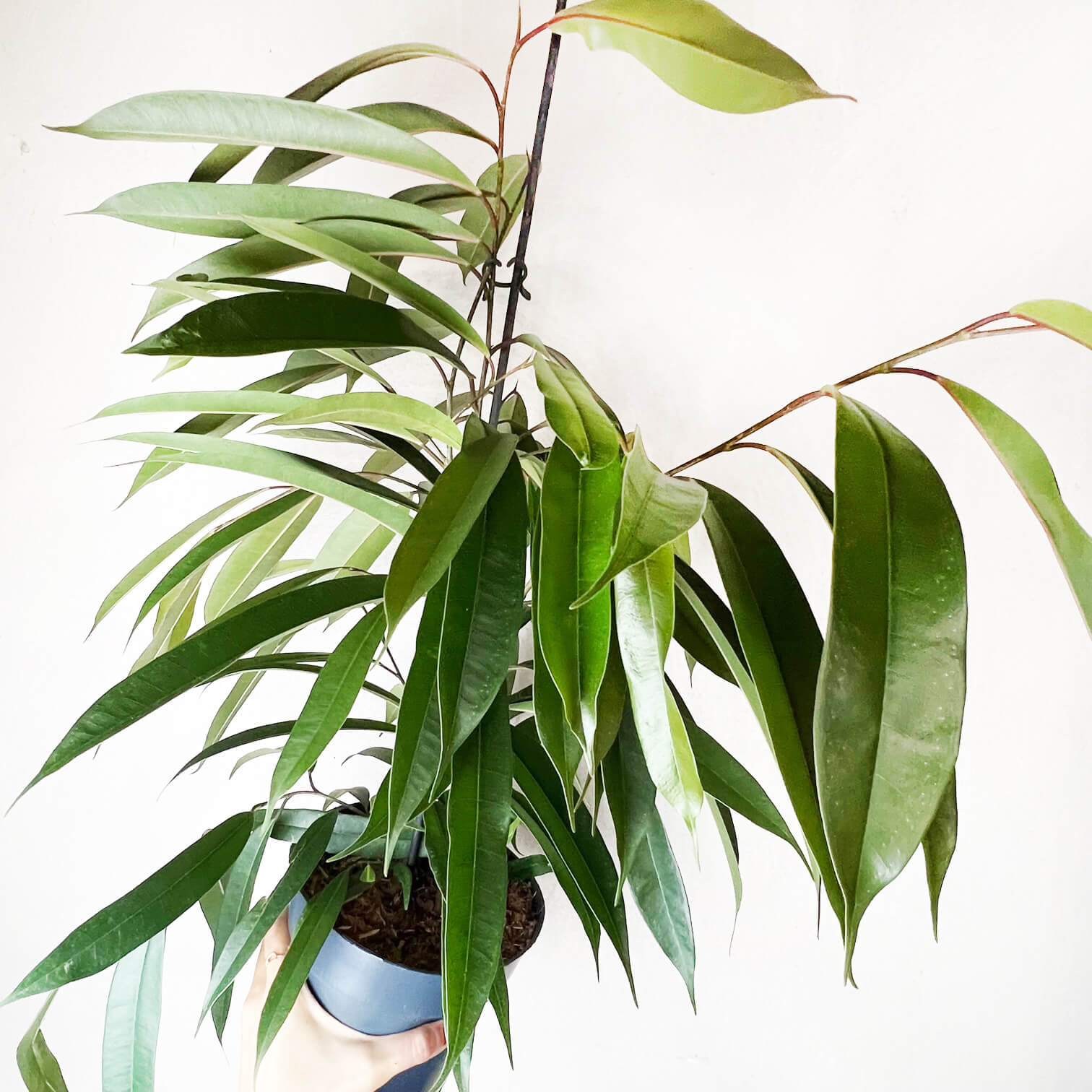 Ficus Binnendijkii